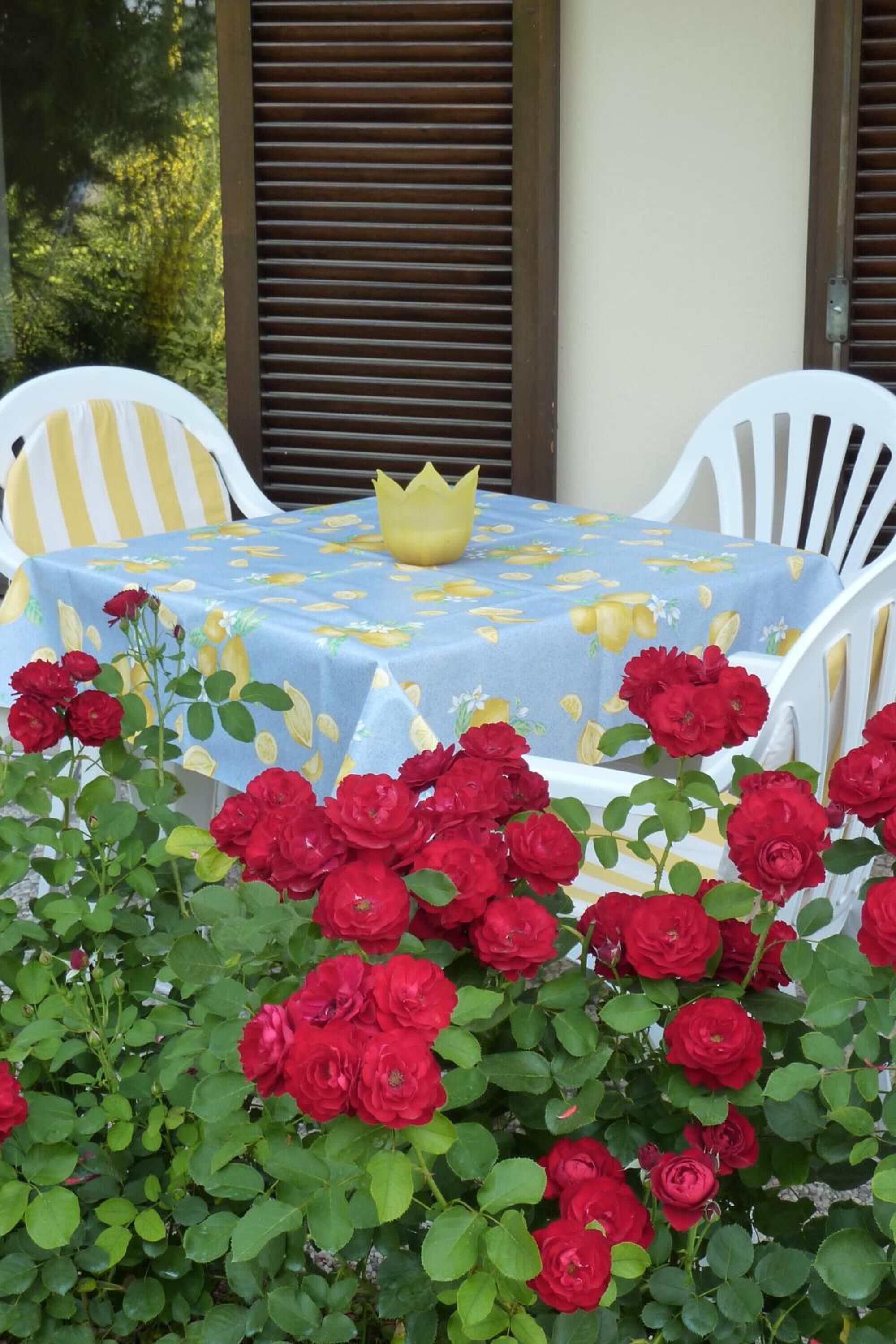 A table with a floral tablecloth, surrounded by white chairs with yellow stripes, and red roses in the foreground.