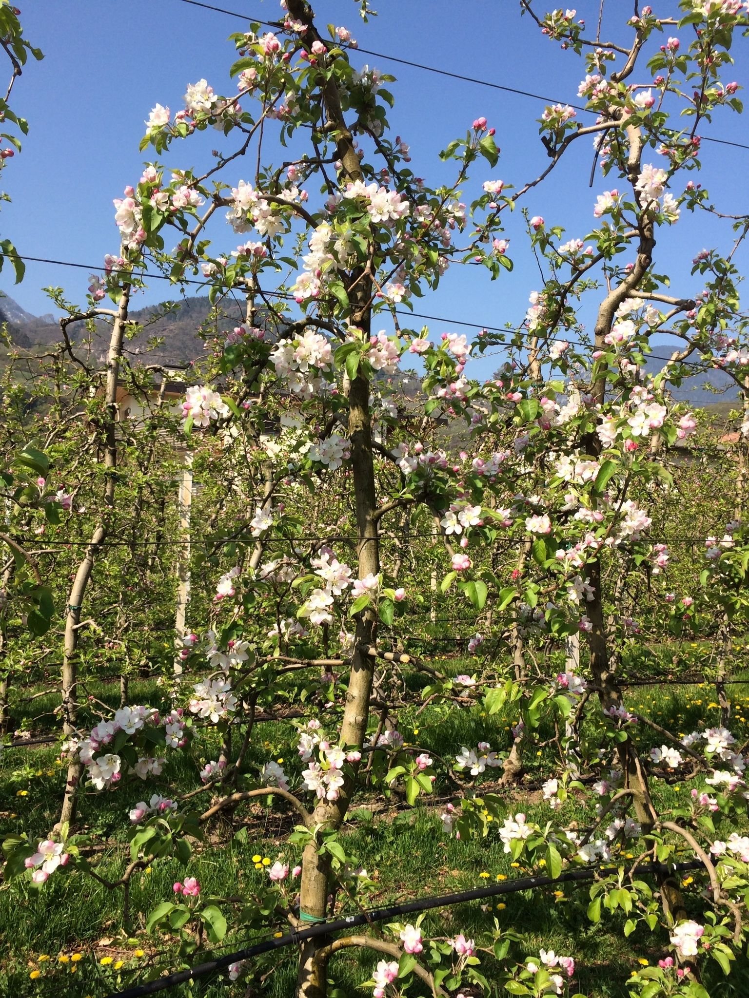 Un arbre aux fleurs roses, dans un jardin.