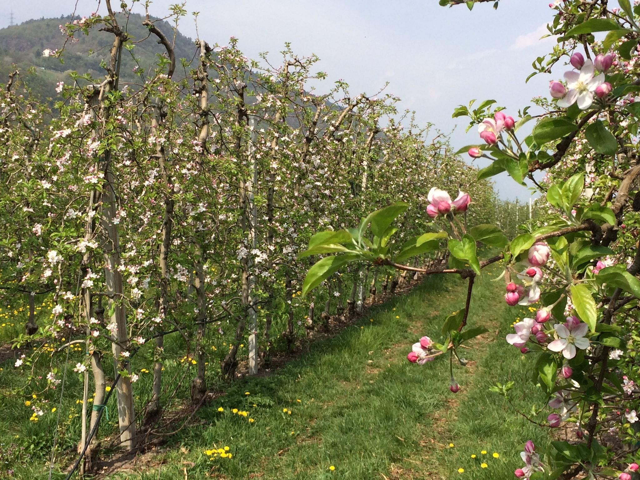 A vineyard with rows of flowering trees and a grassy path.