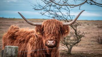 Eine robuste Highland-Kuh mit langen Hörnern und einem Ohranhänger, stehend hinter einem Stacheldrahtzaun in ländlicher Umgebung.