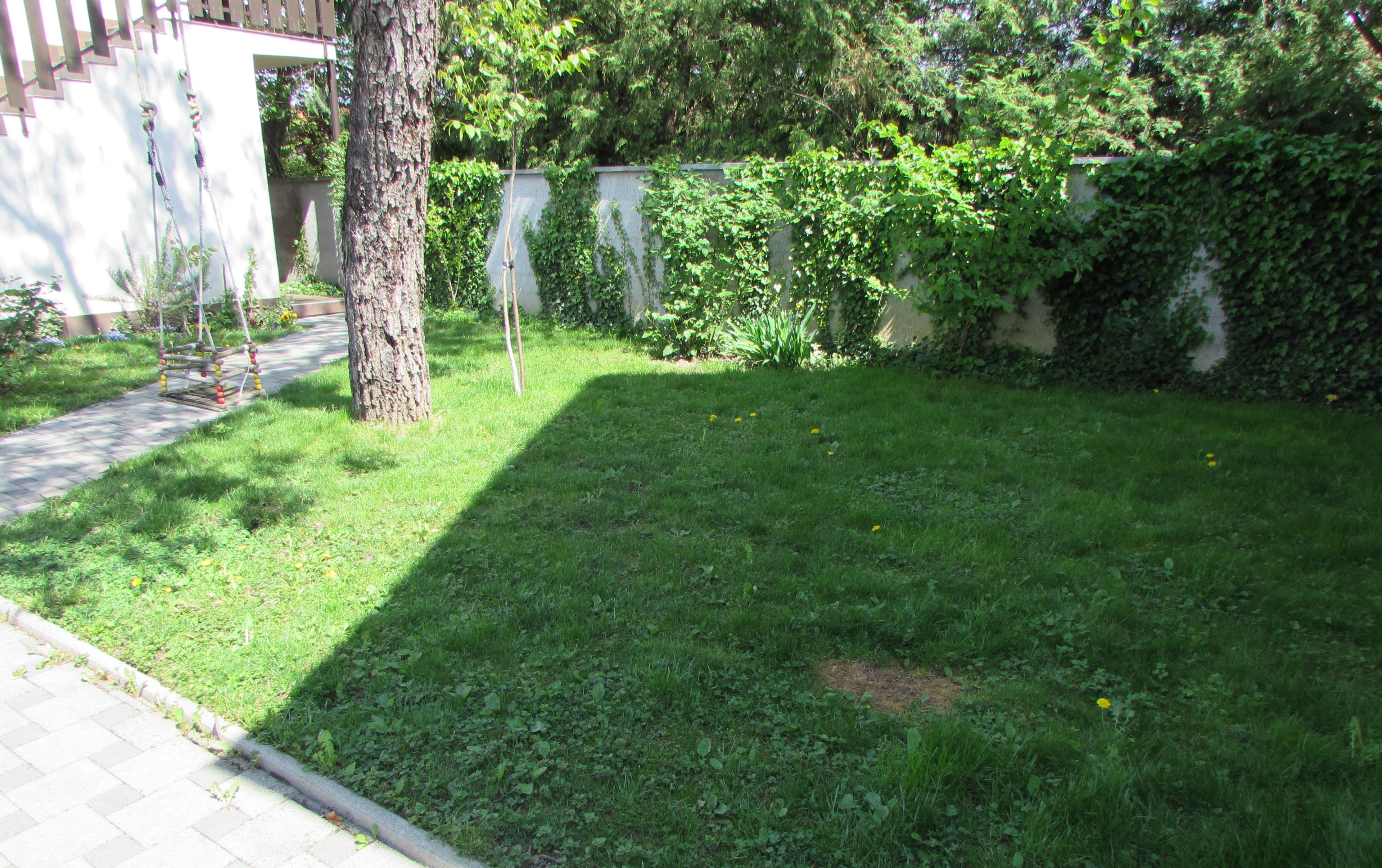 A grassy yard with a tree, a concrete path, and a wall covered in ivy.
