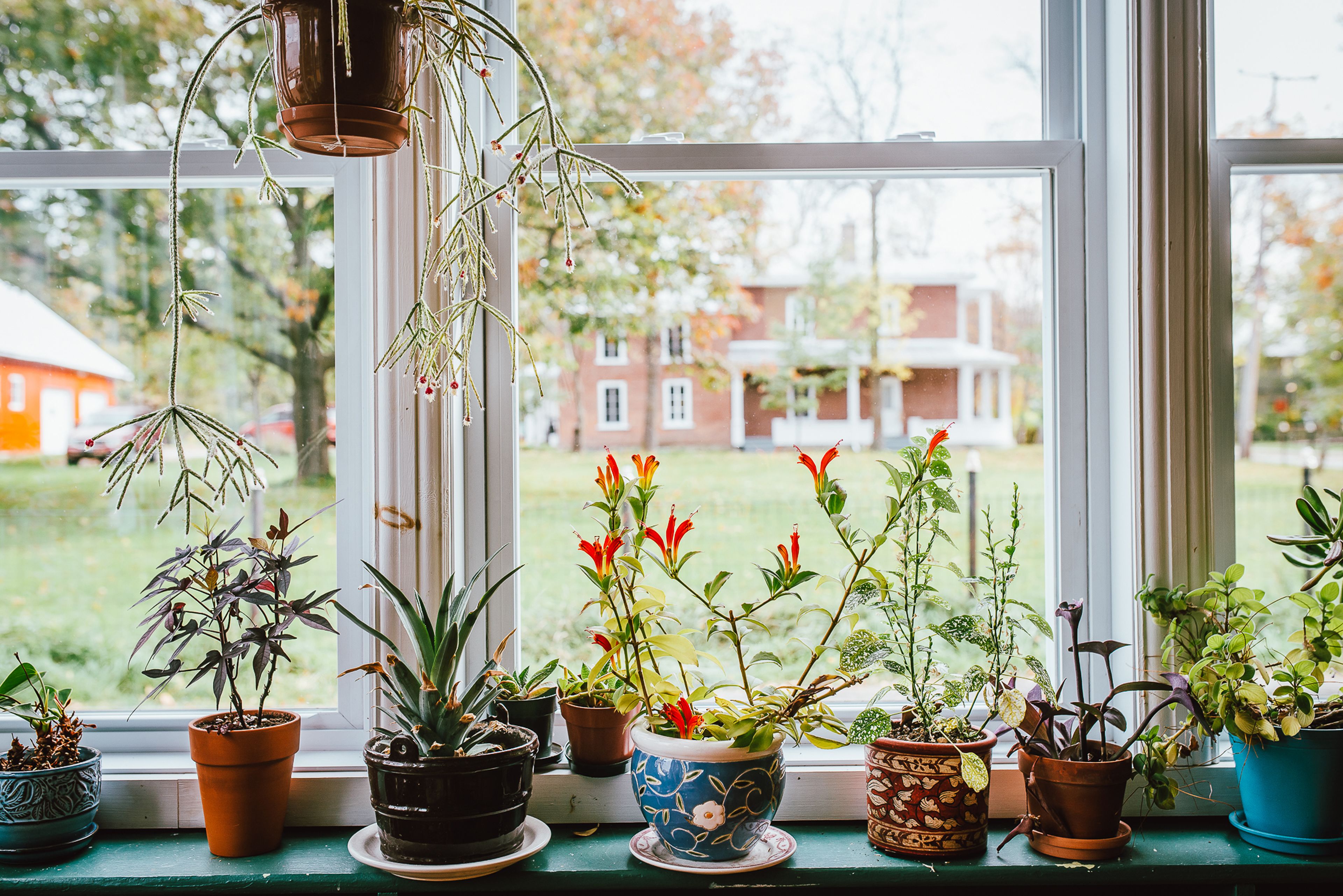 Un rebord de fenêtre orné de différents pots de plantes.