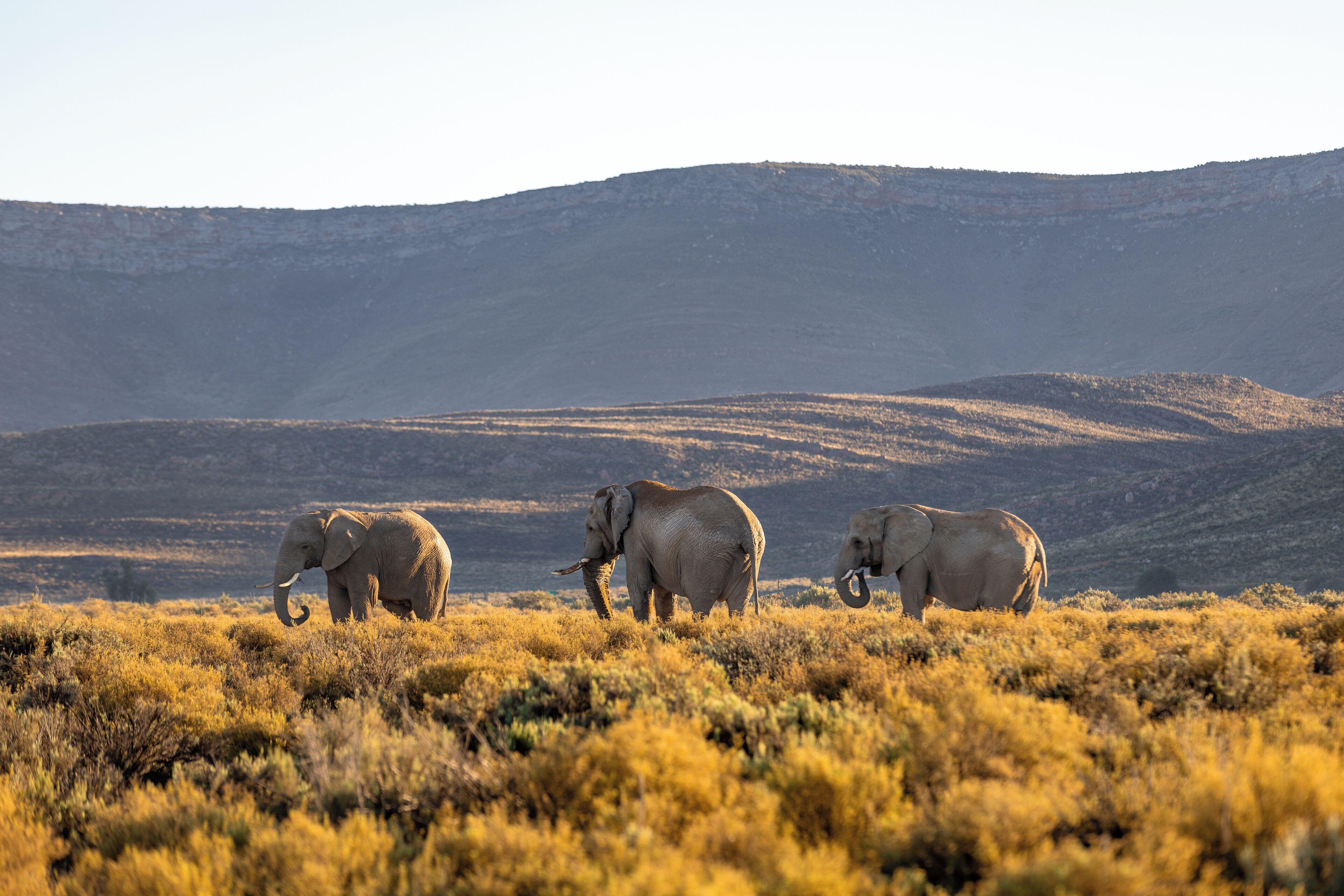 Tres elefantes en un campo herboso con un paisaje montañoso al fondo.