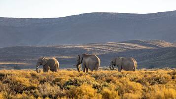 Tres elefantes en un campo herboso con un paisaje montañoso al fondo.