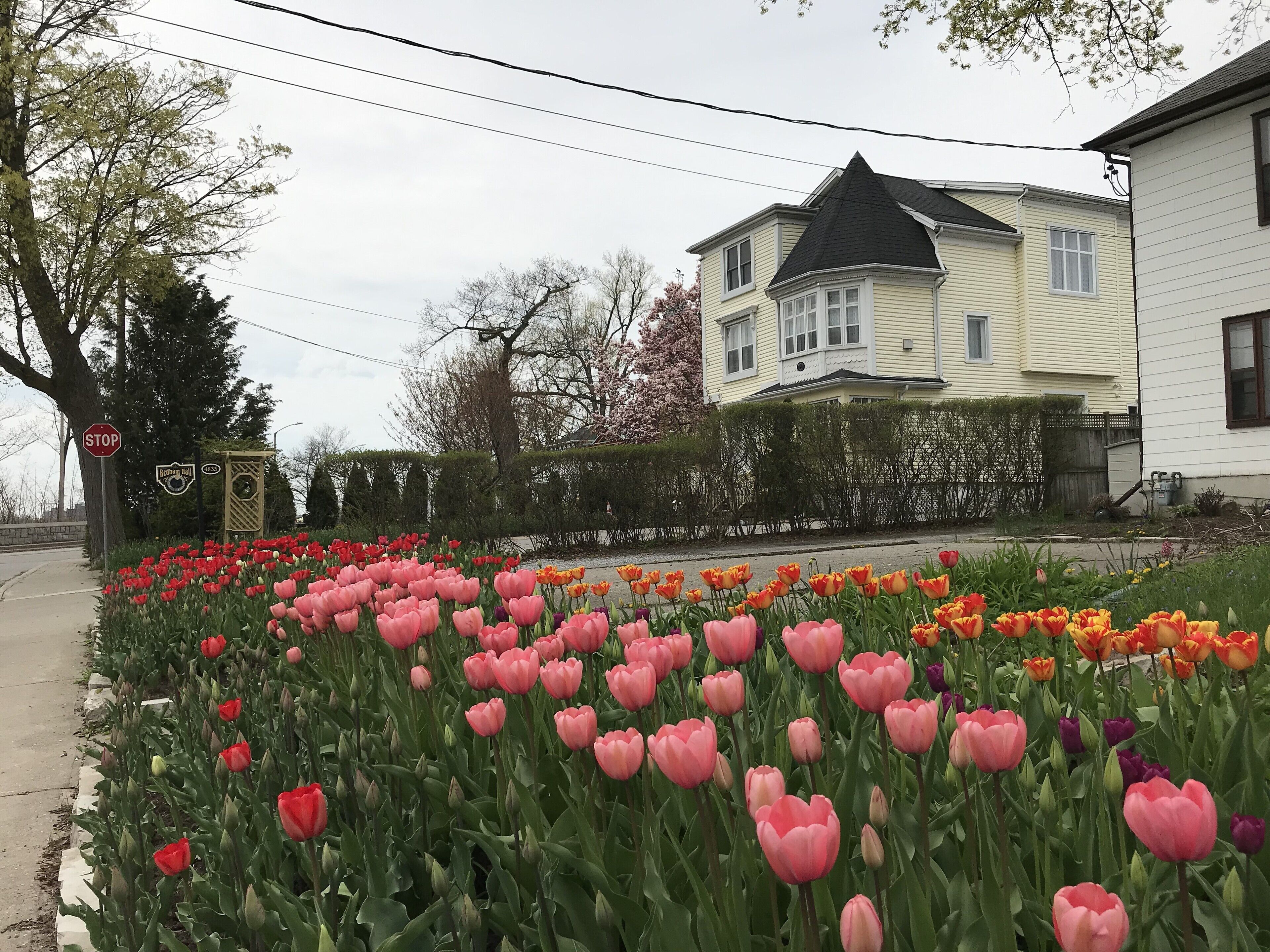 A residential area with a row of pink and red tulips in front of a house with a black roof.
