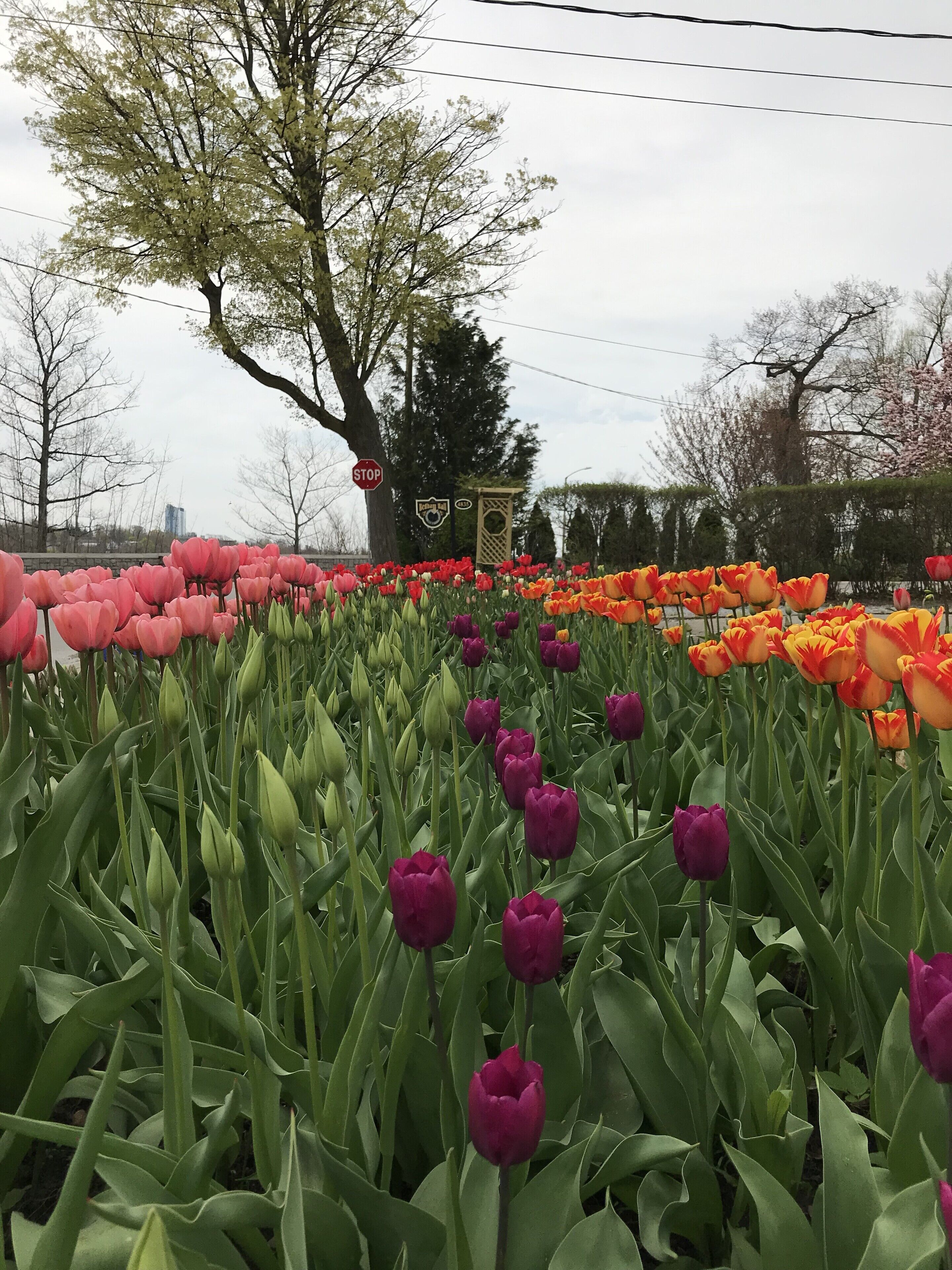 A tulip field with a stop sign and a building in the background.