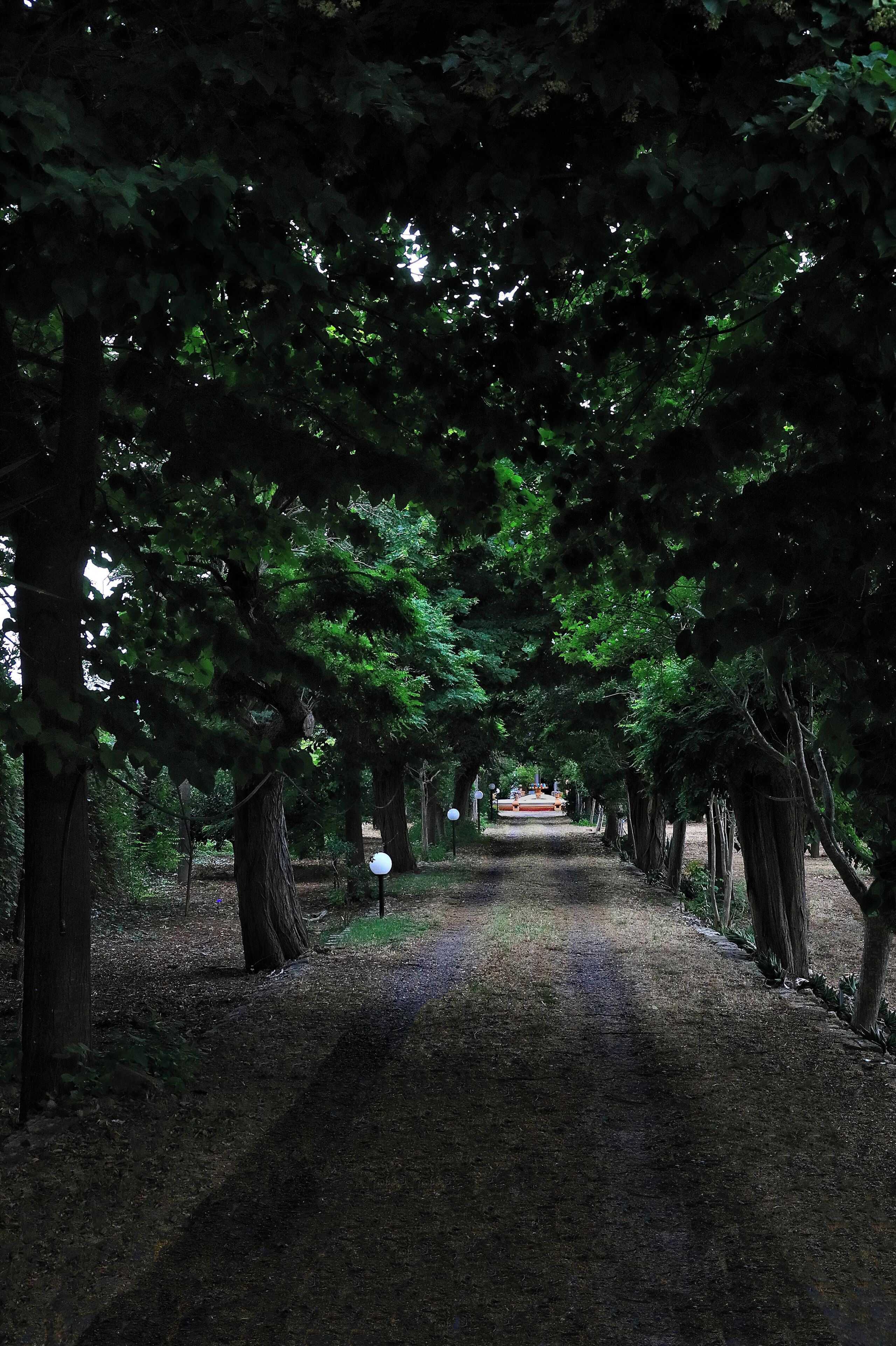 Un sendero en el bosque flanqueado por árboles.