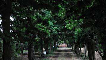 Un sentier forestier bordé d’arbres des deux côtés.
