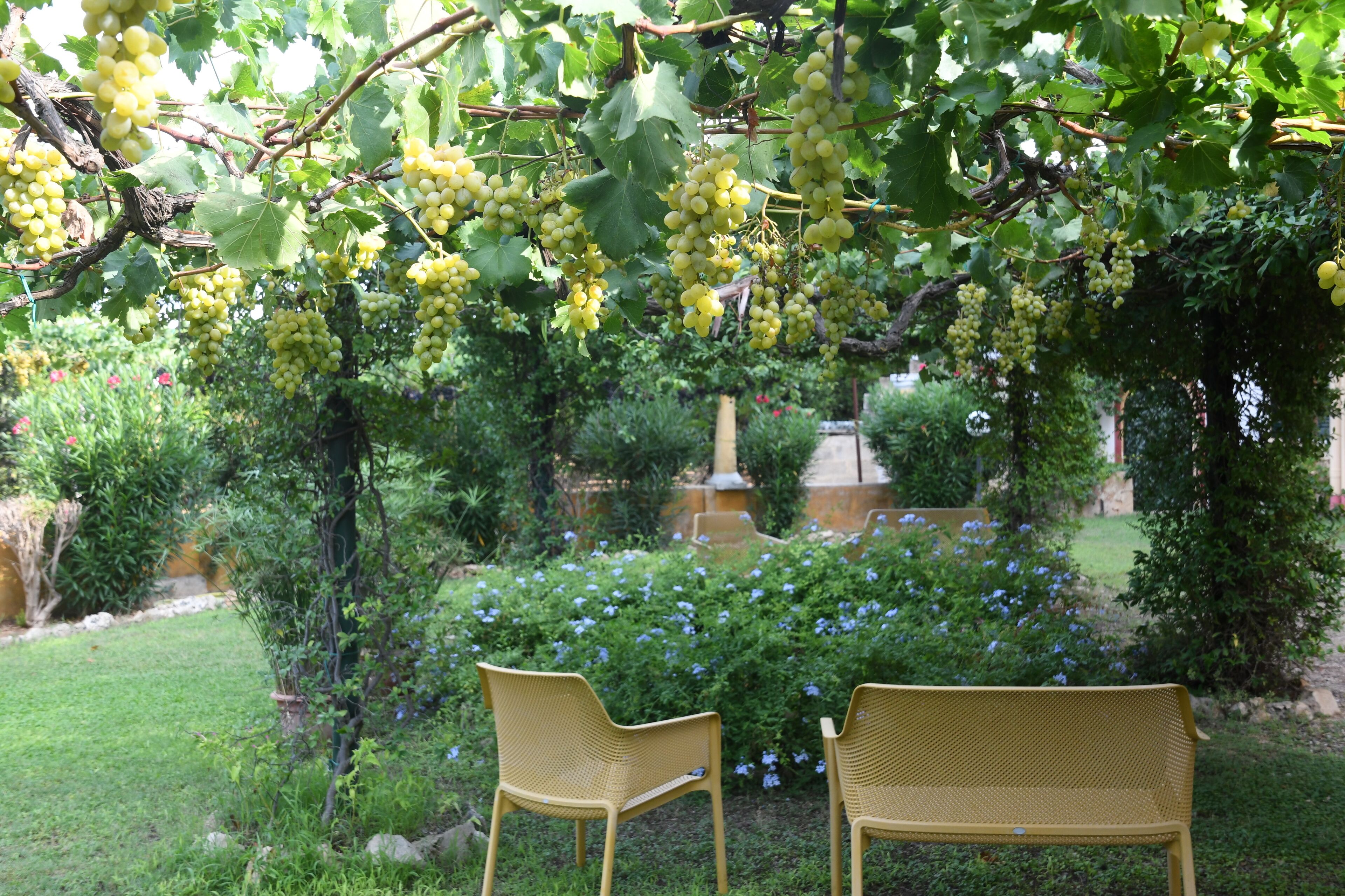 A garden with grapevines and two wicker chairs.
