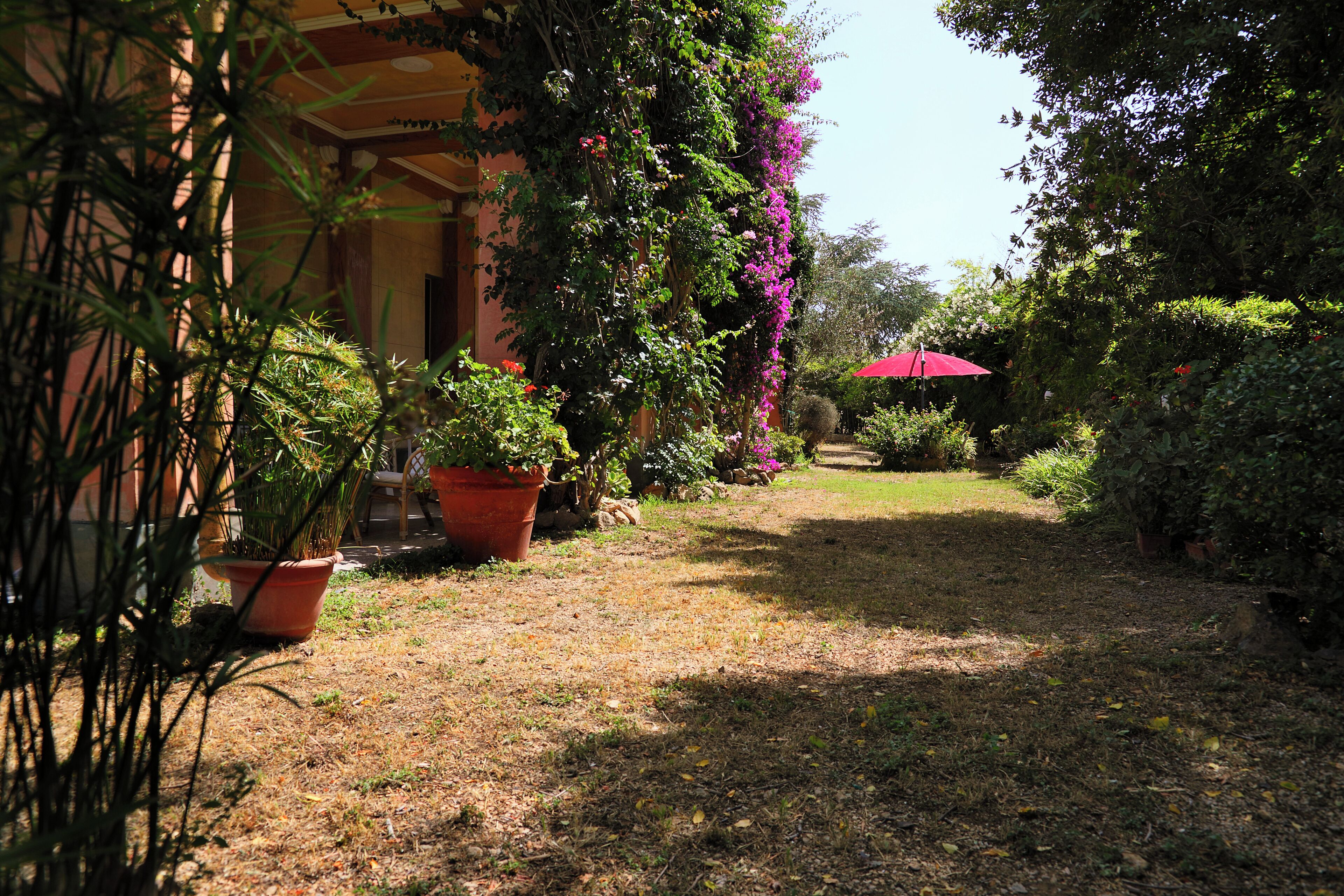 Un jardín con plantas en macetas y un paraguas rojo.