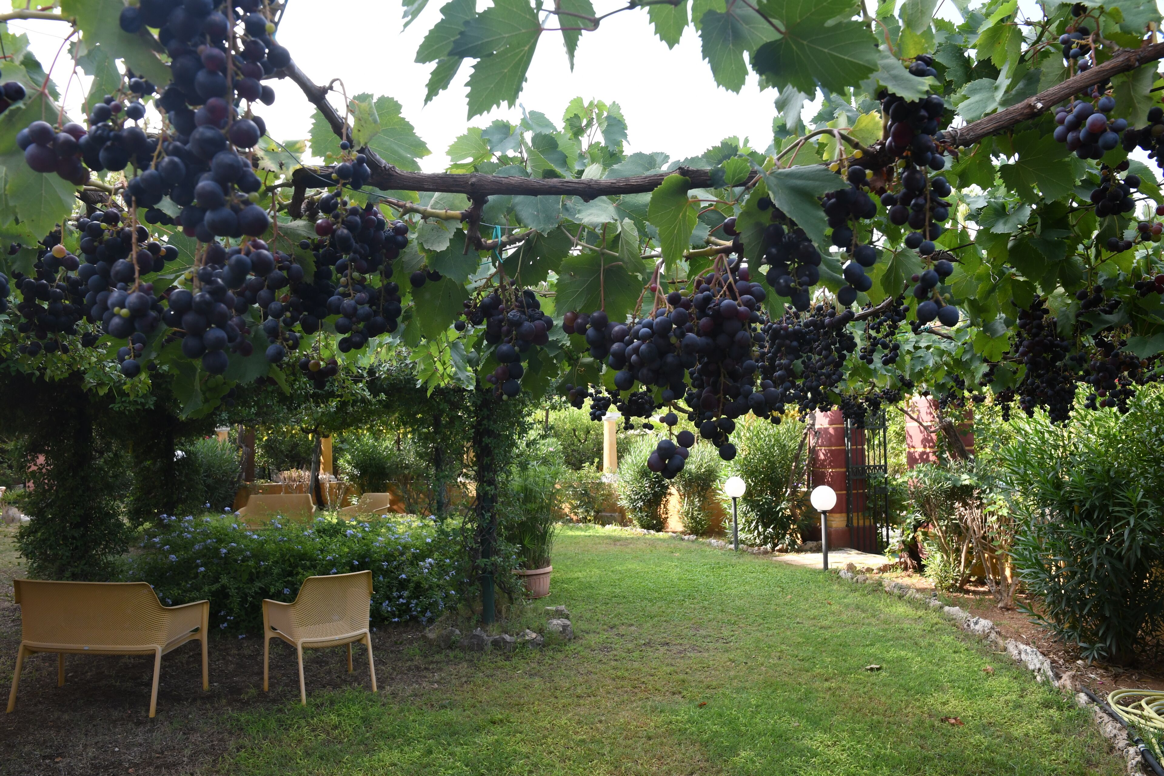 A vineyard with grapevines, a grassy area, and two wicker chairs.