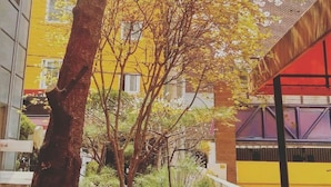 Un arbre aux fleurs blanches se dresse devant un bâtiment jaune surmonté d’une marquise violette.