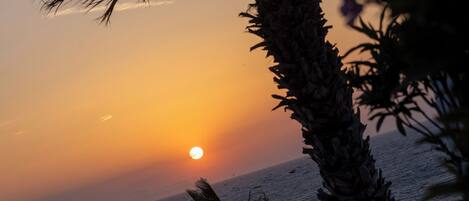 A sunset over the ocean with palm trees and a stone wall.