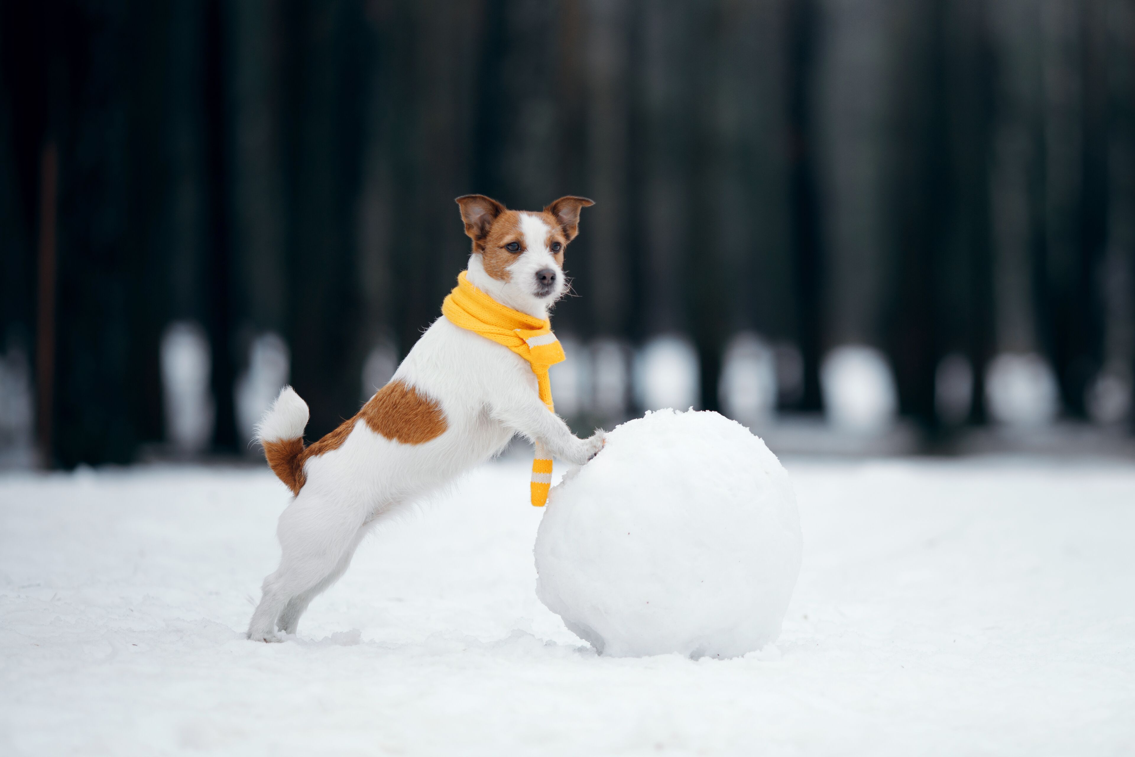 A dog playing with a snowball in a snowy outdoor setting.
