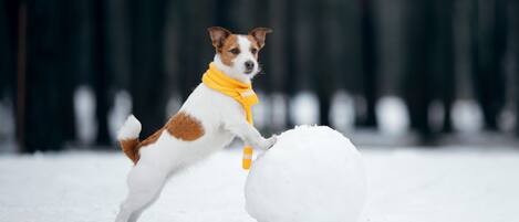 A dog playing with a snowball in a snowy outdoor setting.