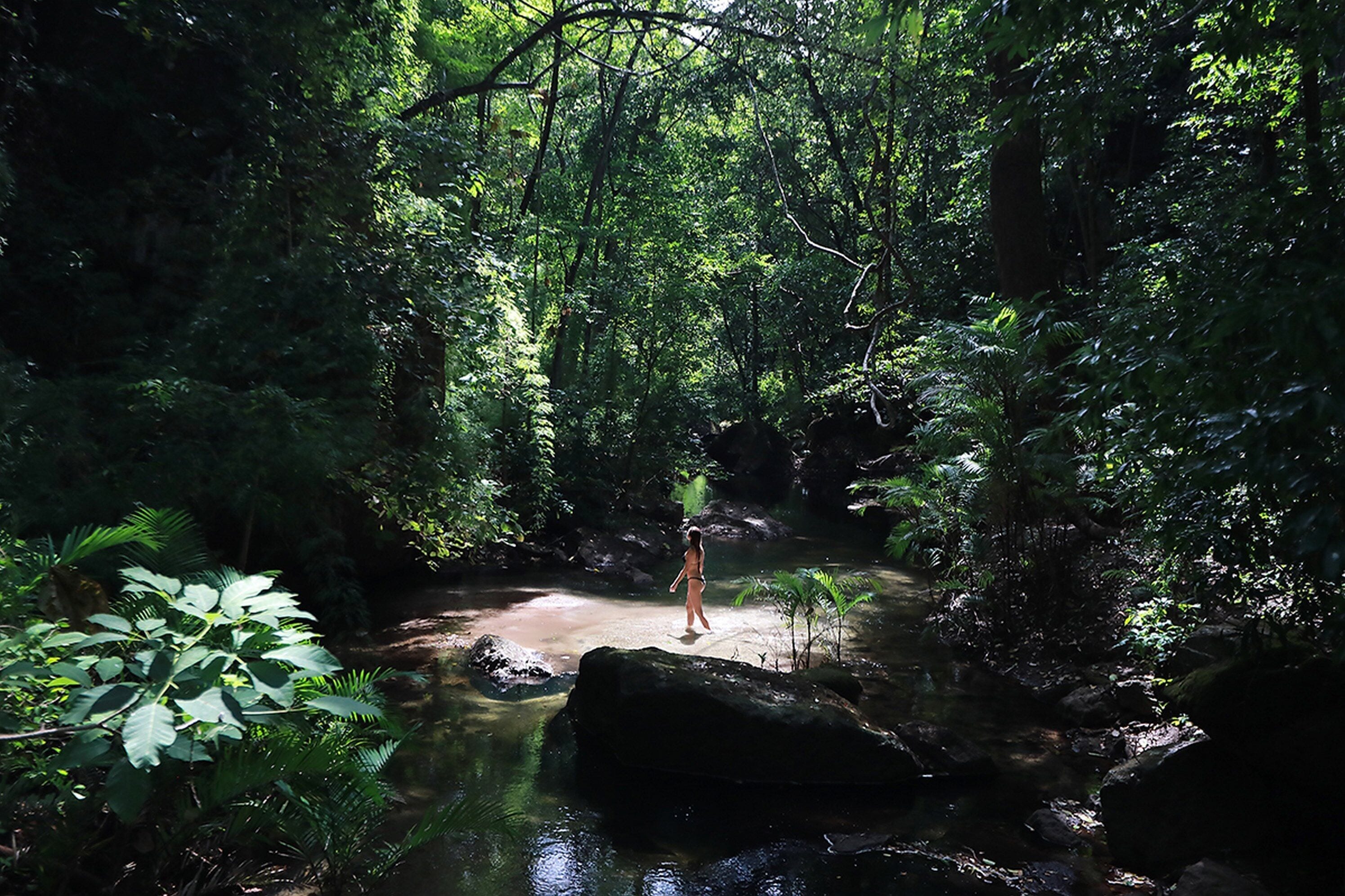 A natural setting with a person standing by a clear water stream surrounded by dense foliage.