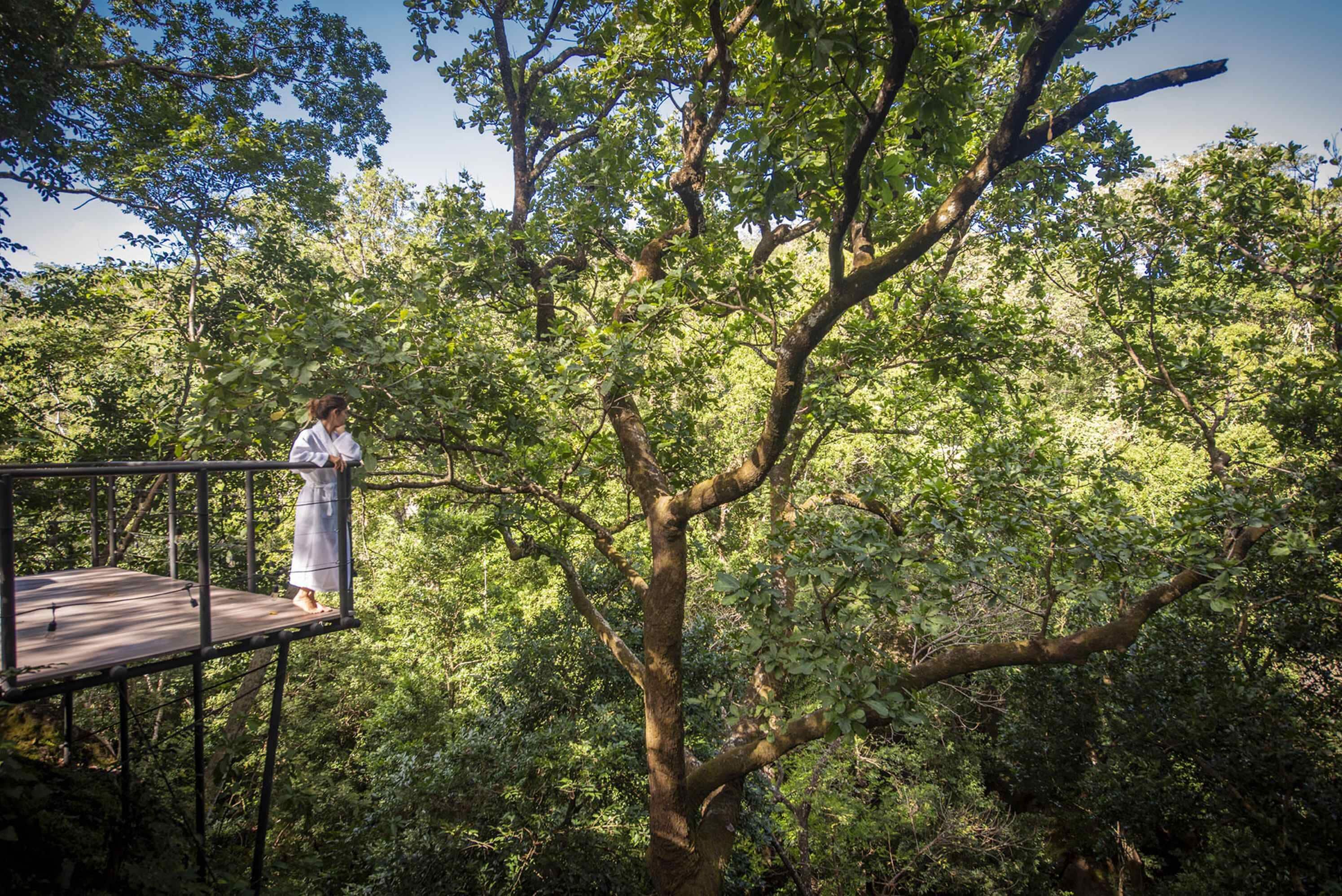 Una persona está de pie sobre una plataforma de madera en un área boscosa de follaje denso.