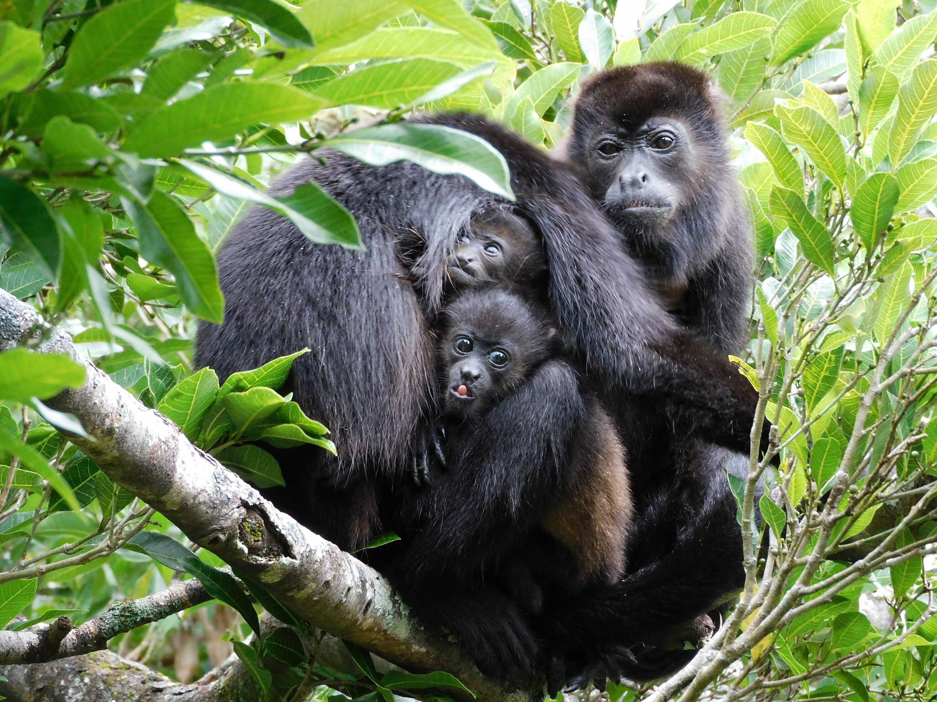A gorilla with two infants in a lush green forest setting.