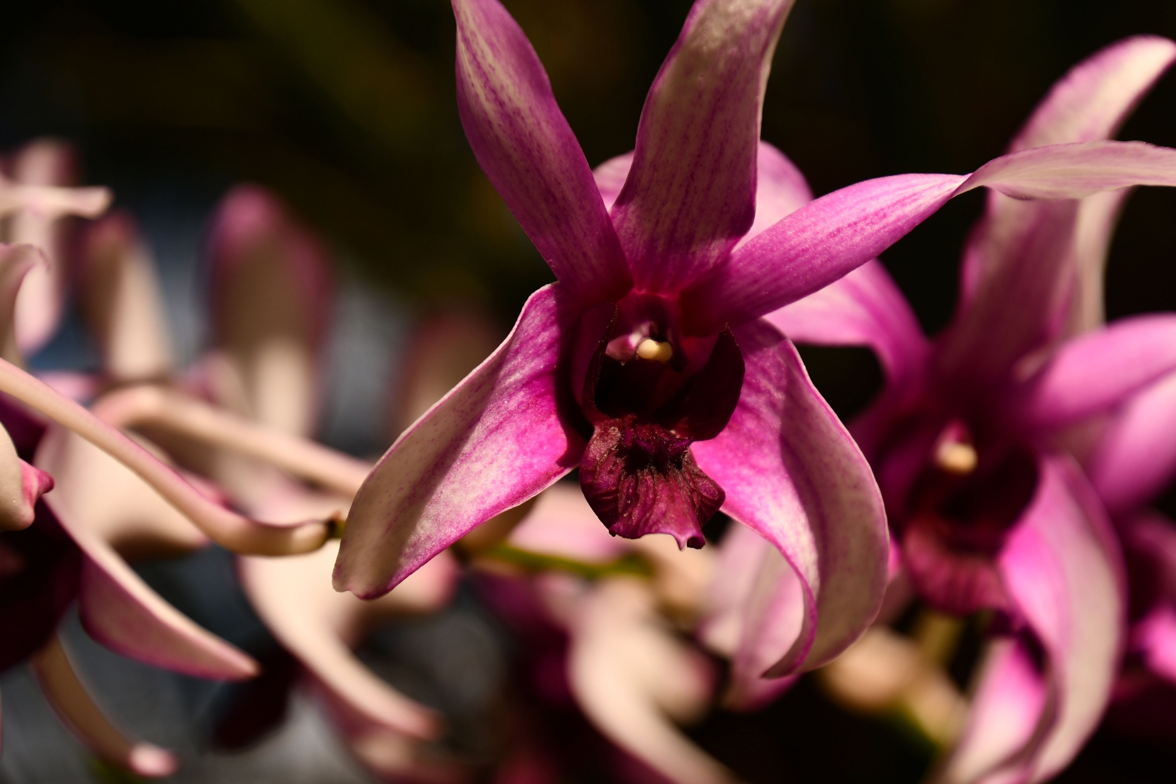 A close-up of a pink orchid flower.