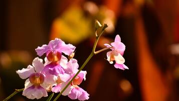 Un gros plan de fleurs roses et blanches sur un fond flou.