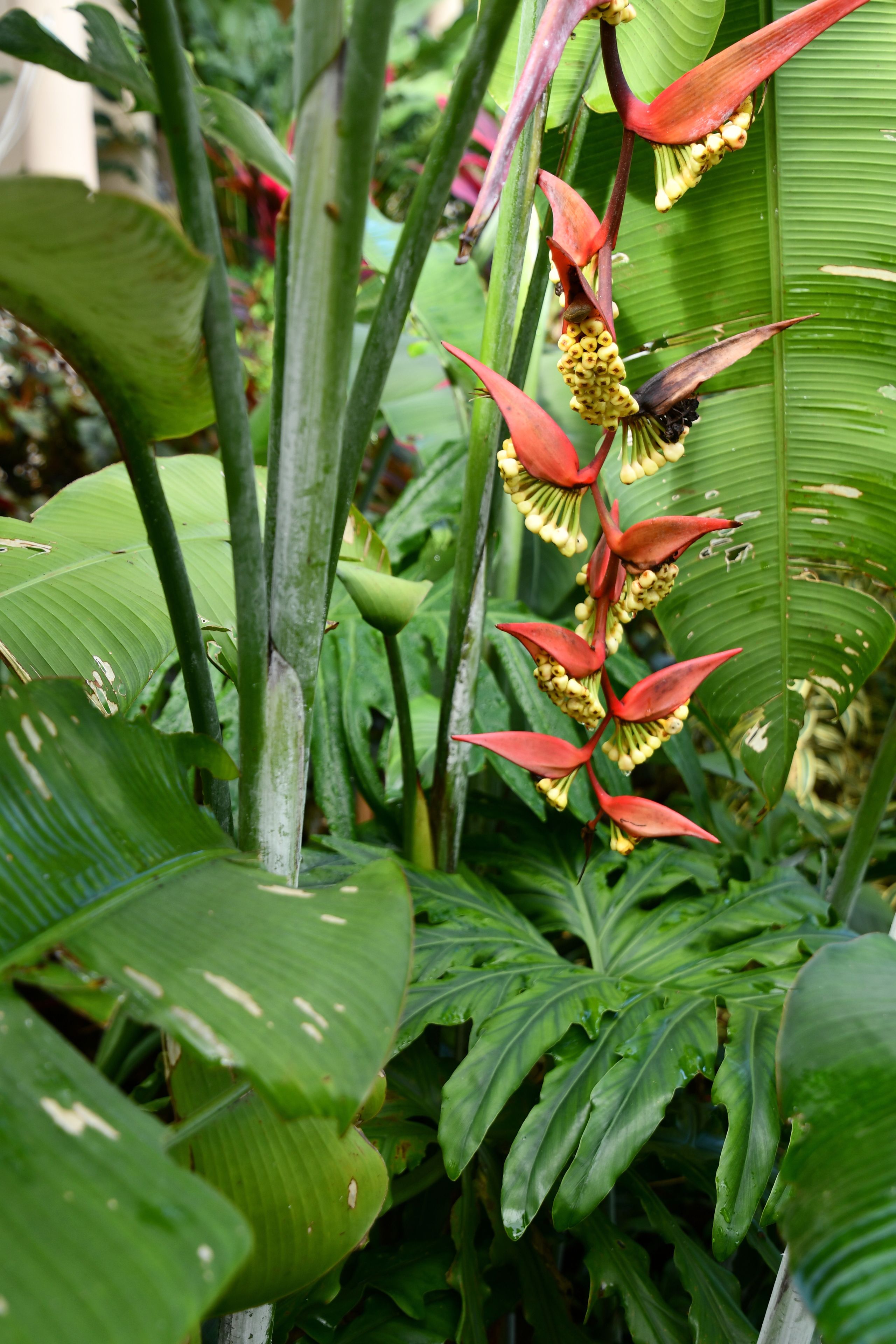 A plant with red flowers and green leaves.
