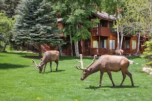 Exterior - Aspen Winds on Fall River (Estes Park)