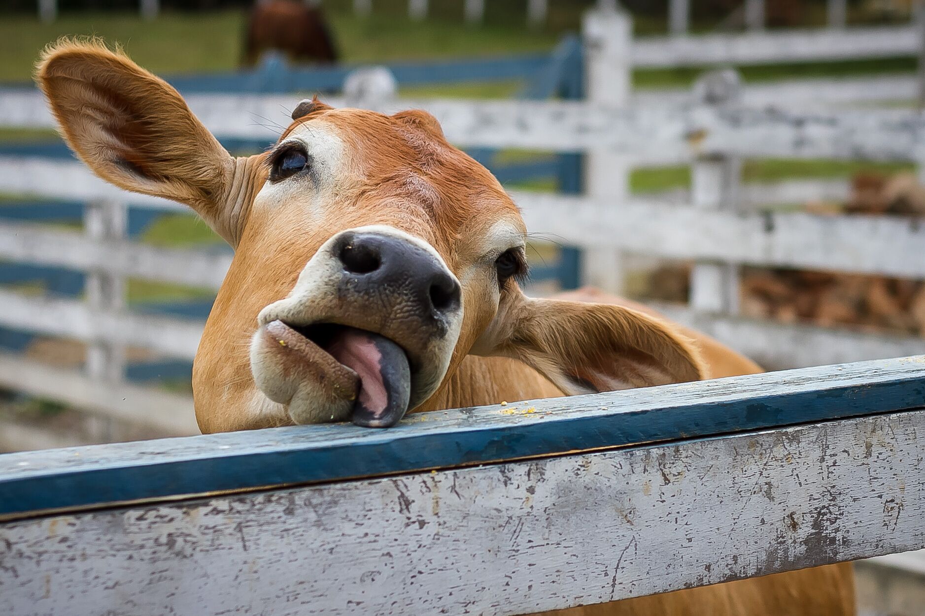Foto - Hotel Fazenda Dona Carolina