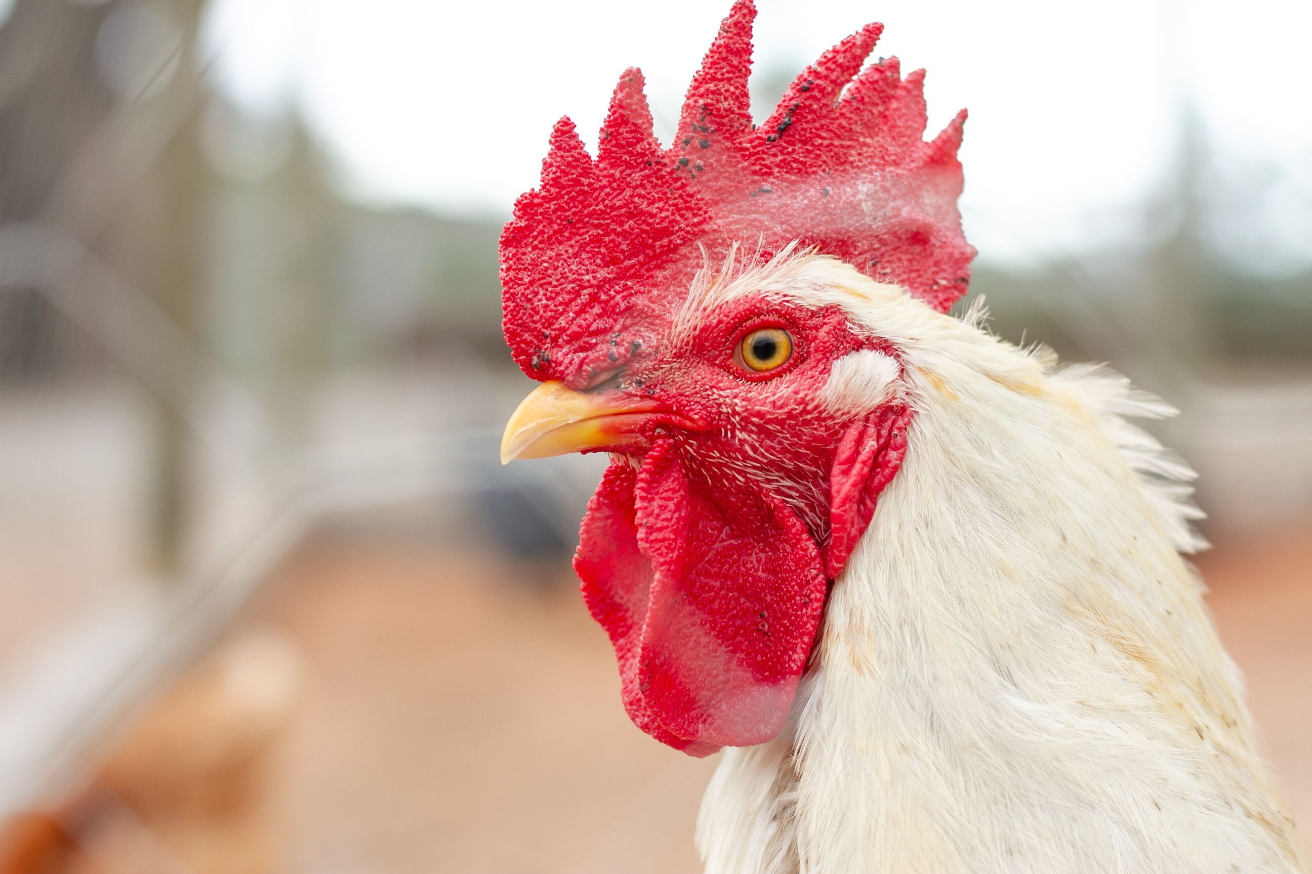A close-up of a rooster with a prominent red comb and white feathers.