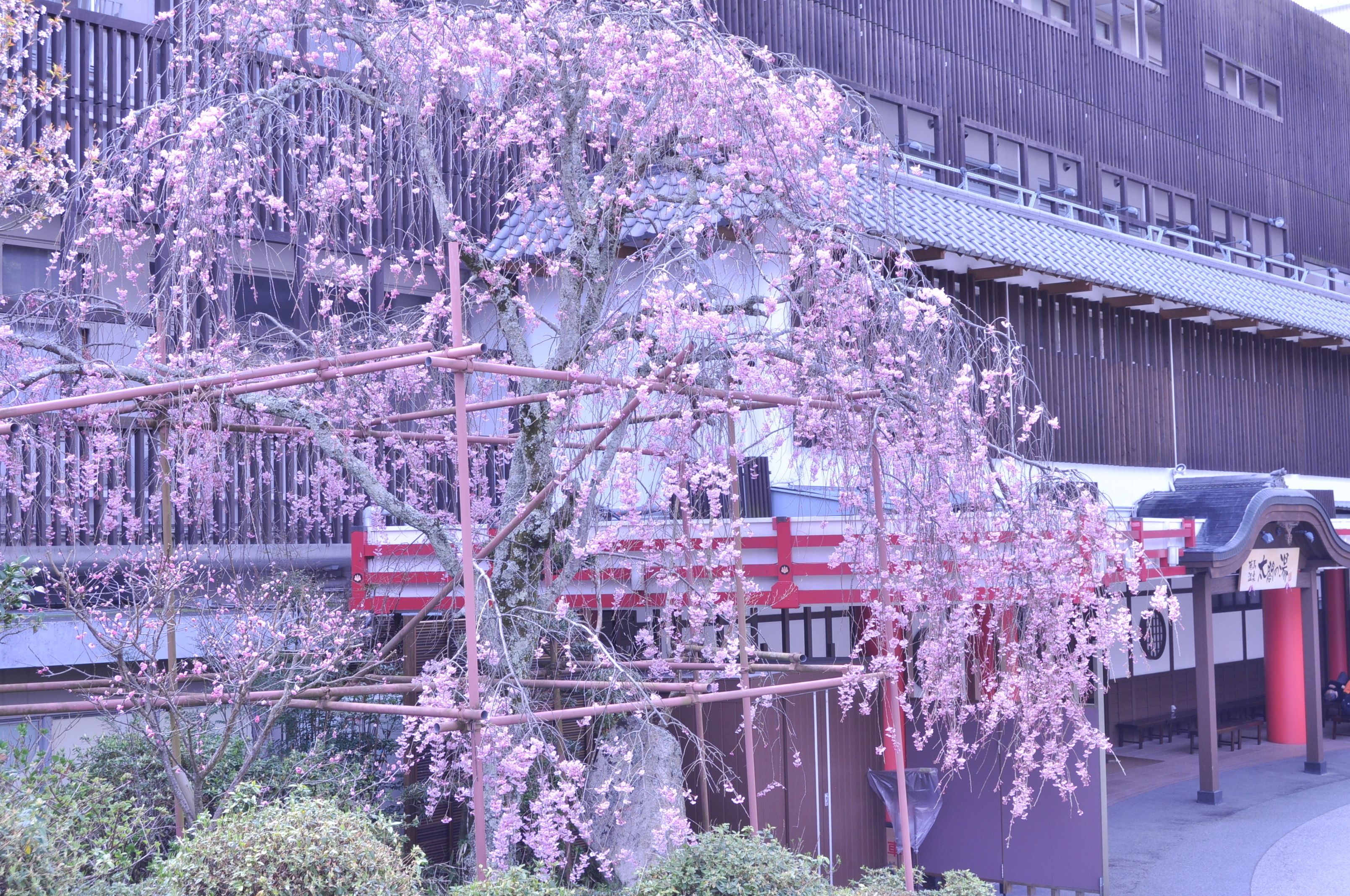 A building with a traditional Japanese architectural style, featuring a wooden structure and a tiled roof.