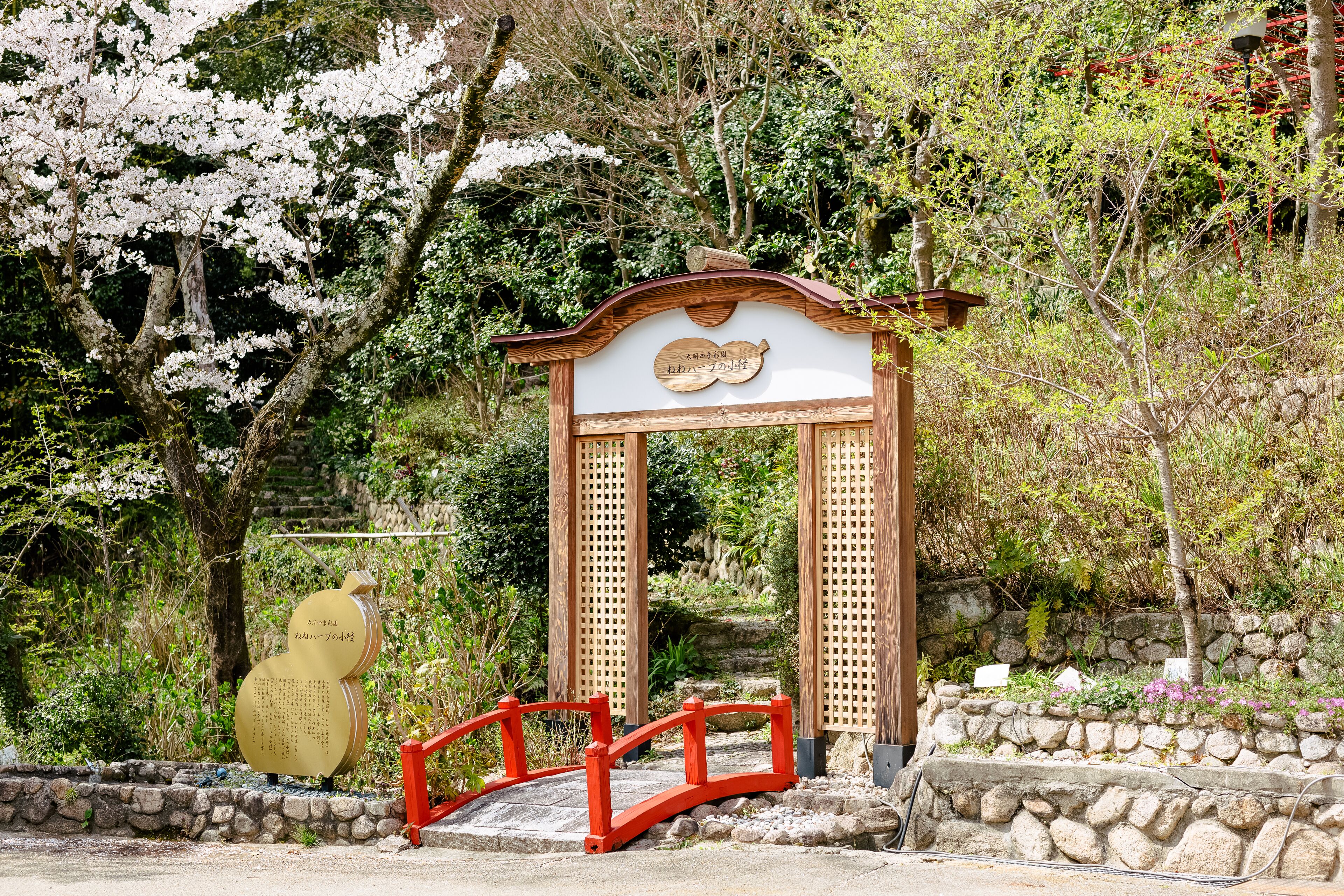 Un torii japonés tradicional con estructura de madera y un puente rojo que conduce a él, rodeado de exuberante vegetación y cerezos en flor.