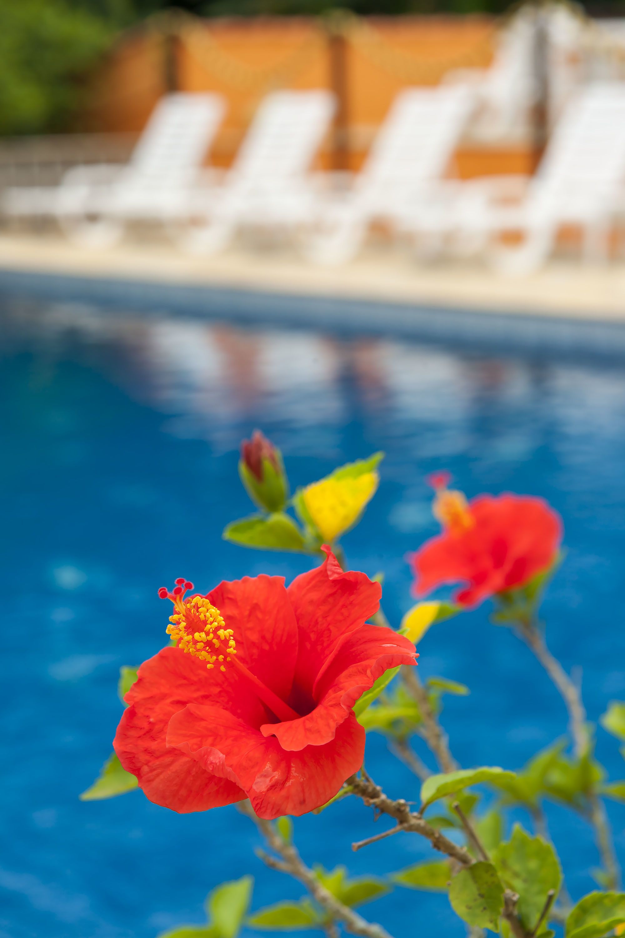 Area piscina con lettini e un fiore di ibisco in primo piano.