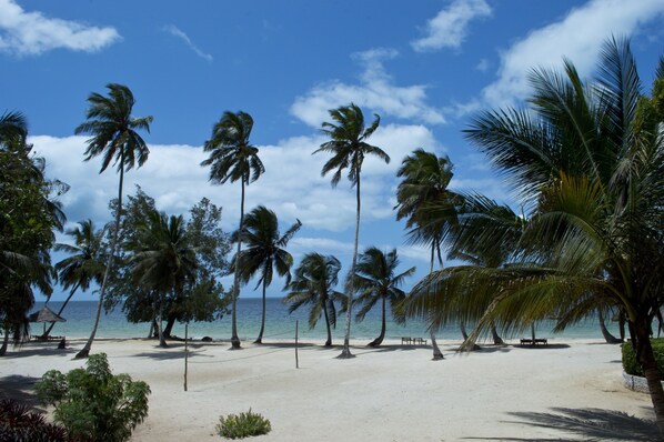 A beach with palm trees and a clear blue sky.