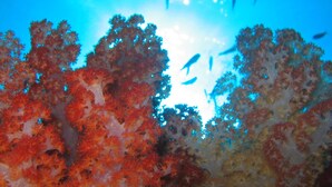 Sports facility - Dolphin Bay Divers Retreat (Viani Bay)
