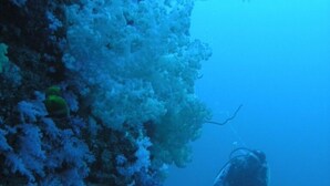 Sports facility - Dolphin Bay Divers Retreat (Viani Bay)