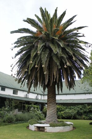 Uma palmeira em um pátio com um edifício ao fundo.