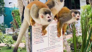 Un grupo de lémures en un árbol dentro de un jardín, con un cartel que detalla las normas de la piscina.