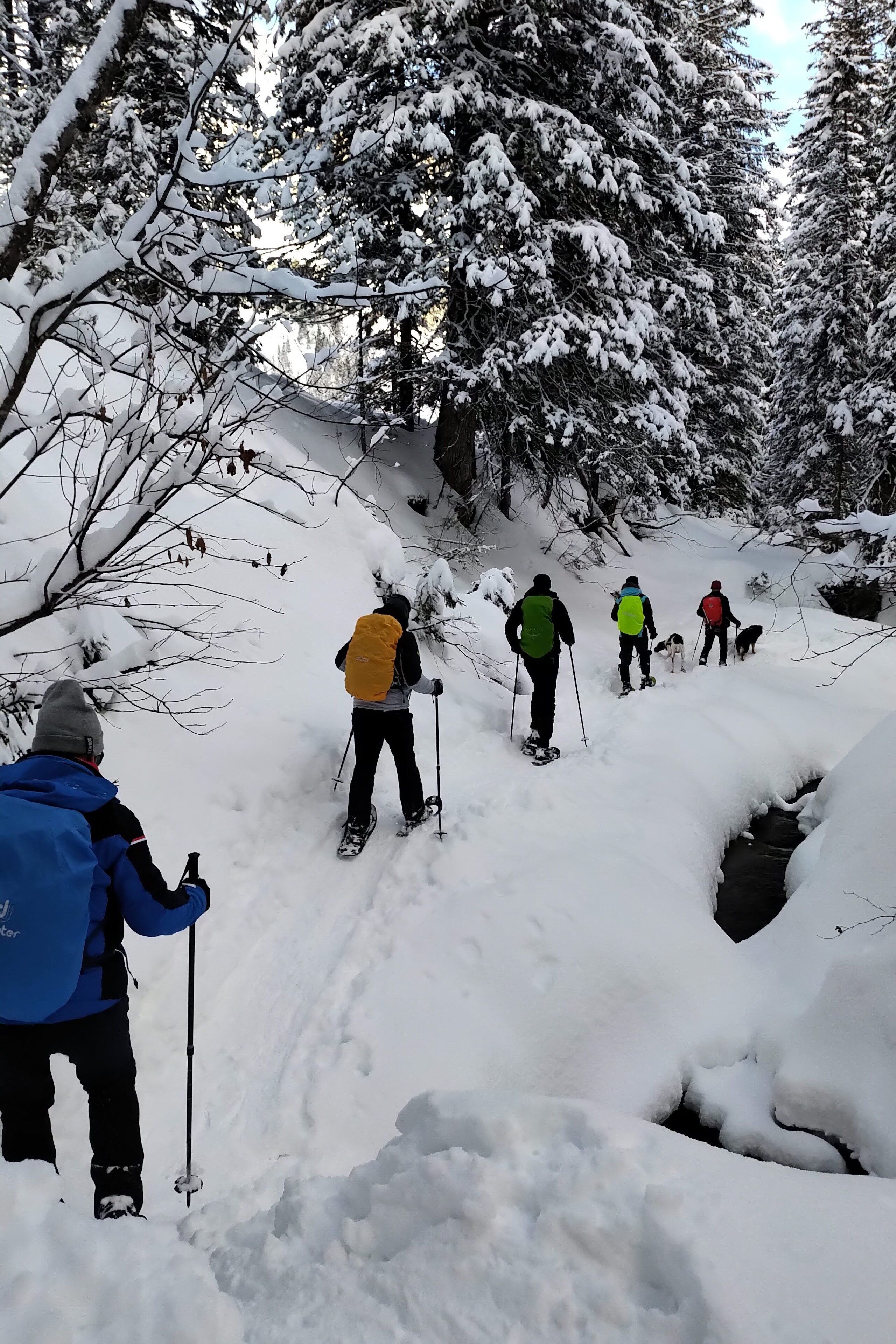 A group of people cross-country skiing through a snowy forest.