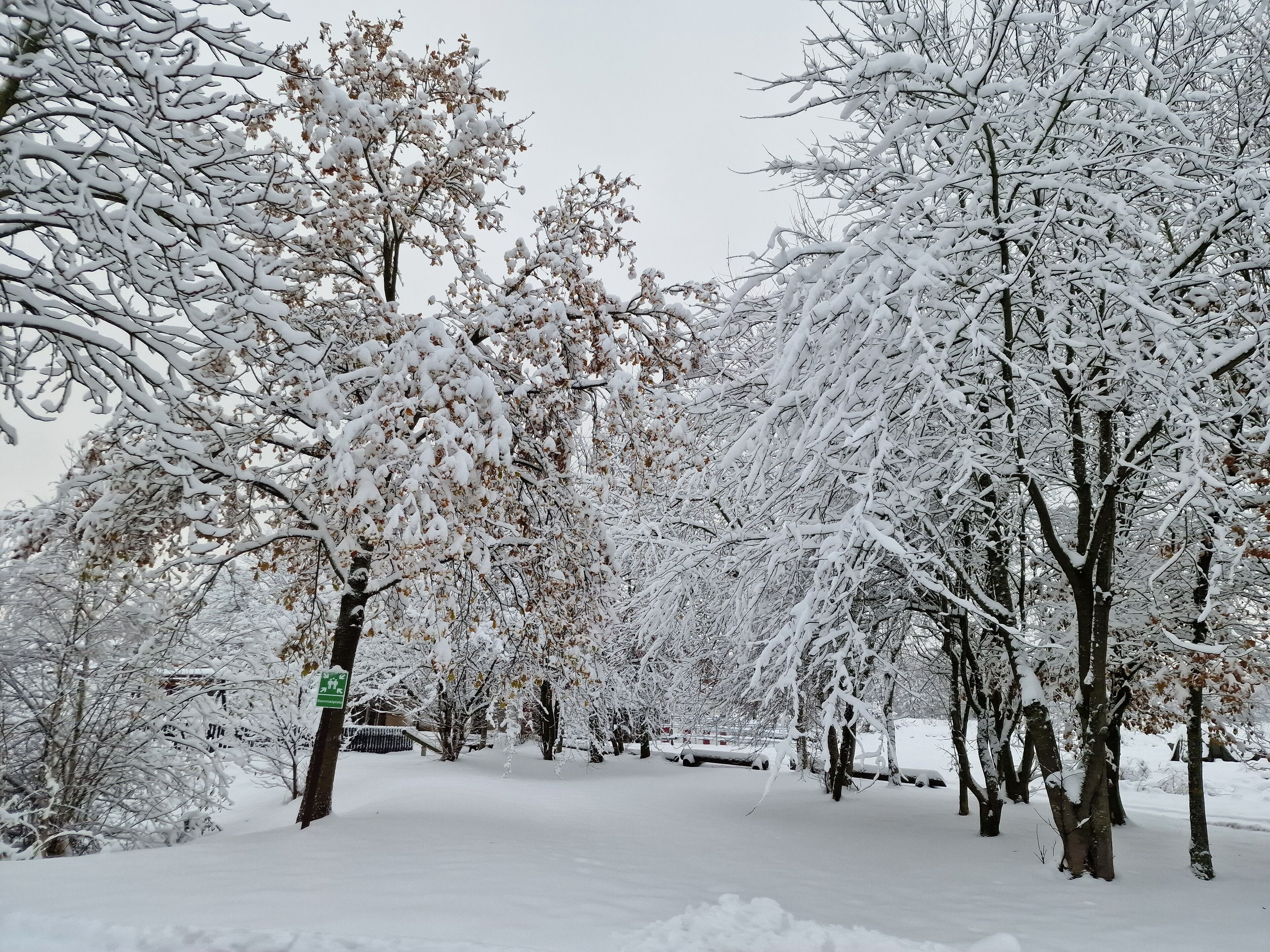 A snow-covered street lined with trees.