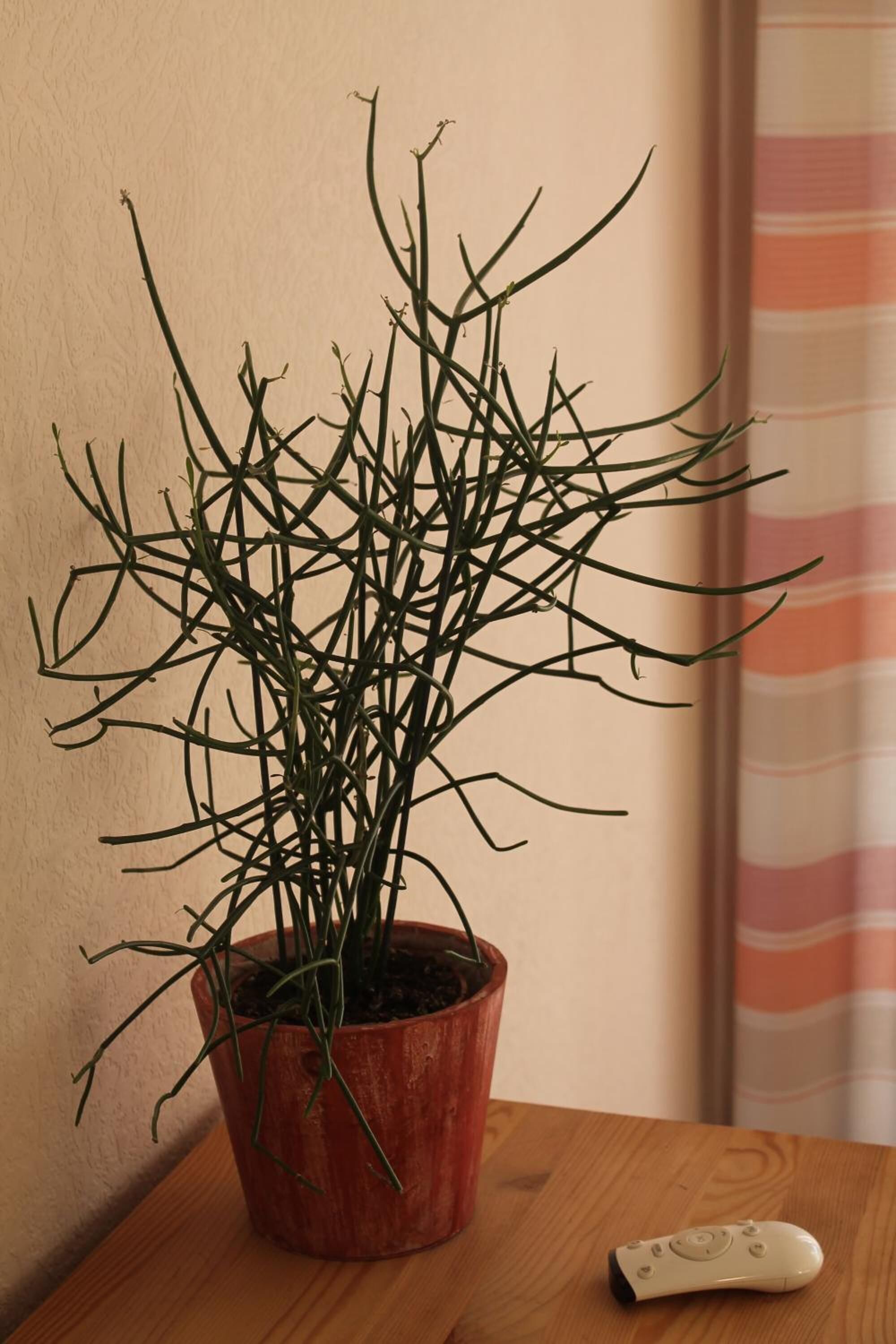 Foto - Landhaus Hotel Göke