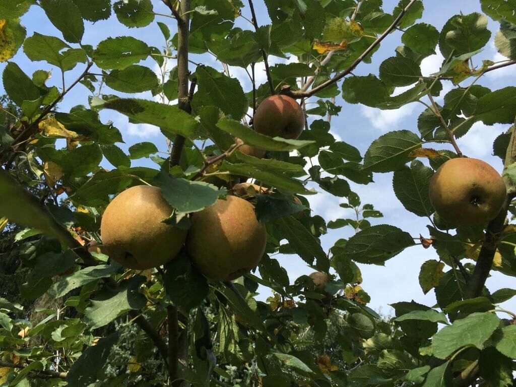 Foto - Landhaus Hotel Göke