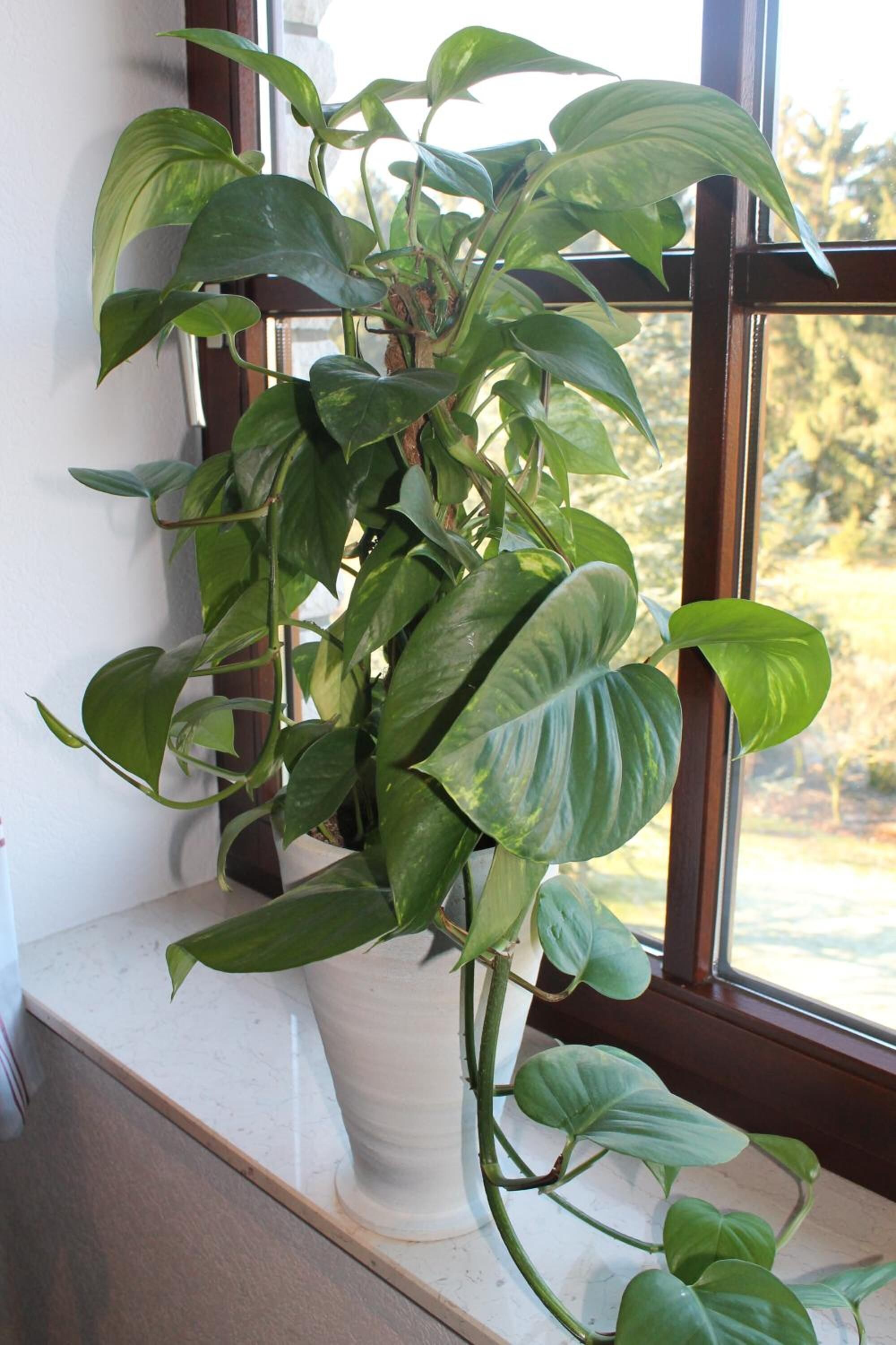 Foto - Landhaus Hotel Göke