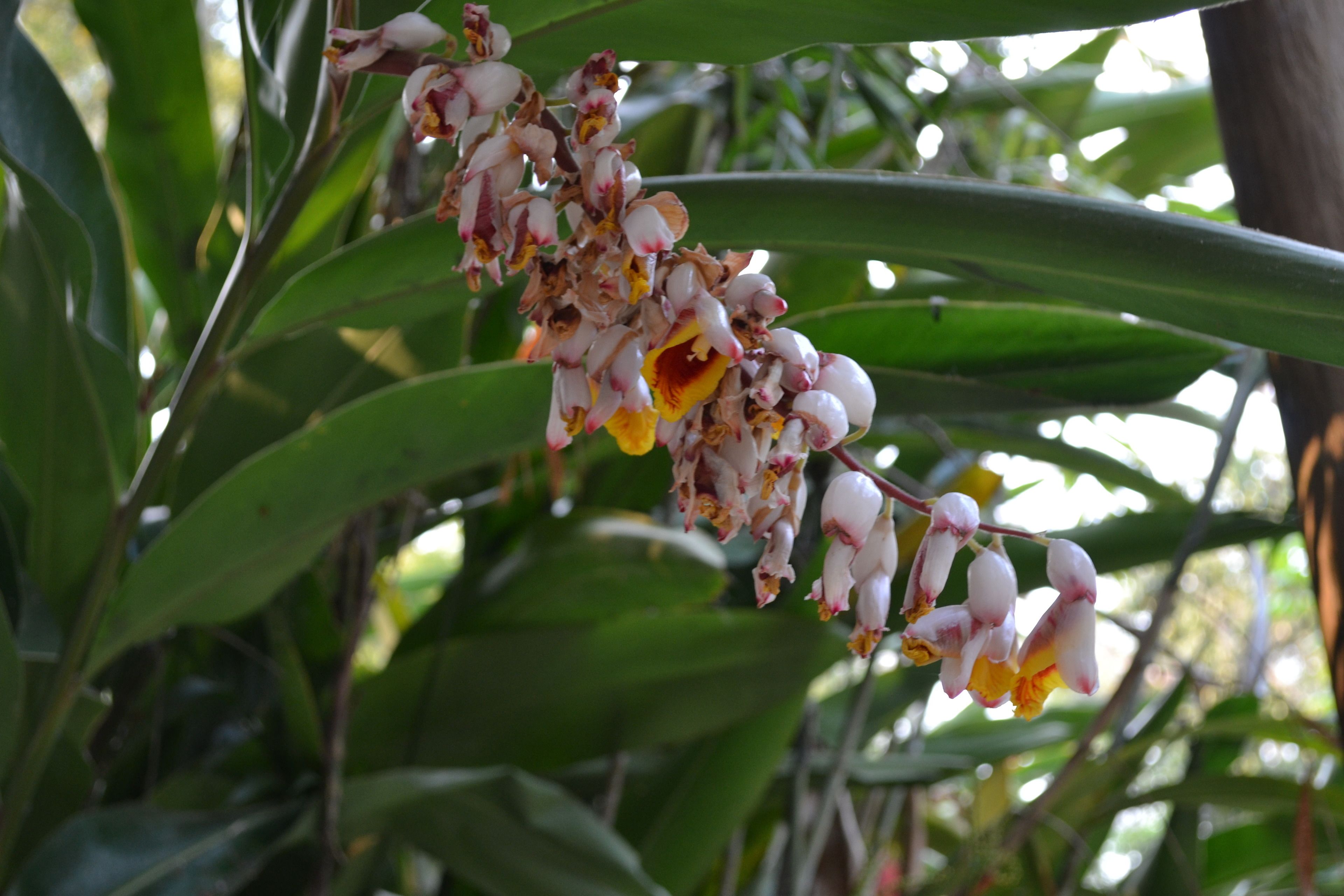 A cluster of orchid flowers with white petals and yellow centers, surrounded by green leaves.