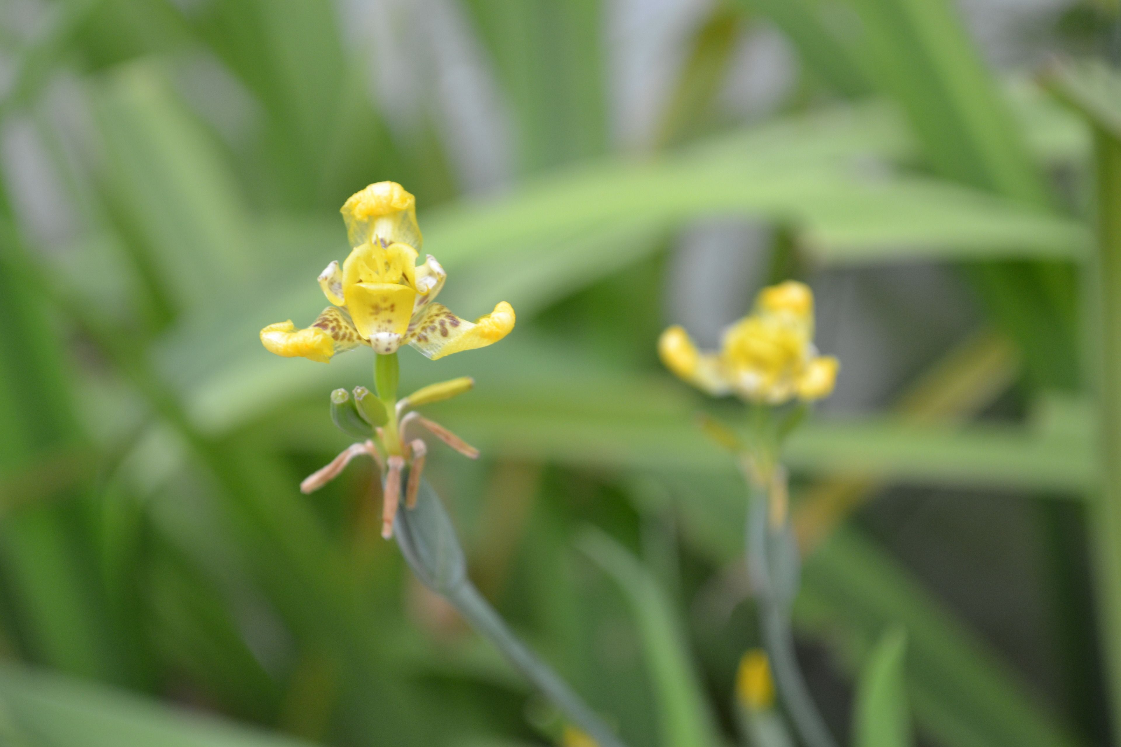 Foto - Hotel Jaguar Inn Tikal