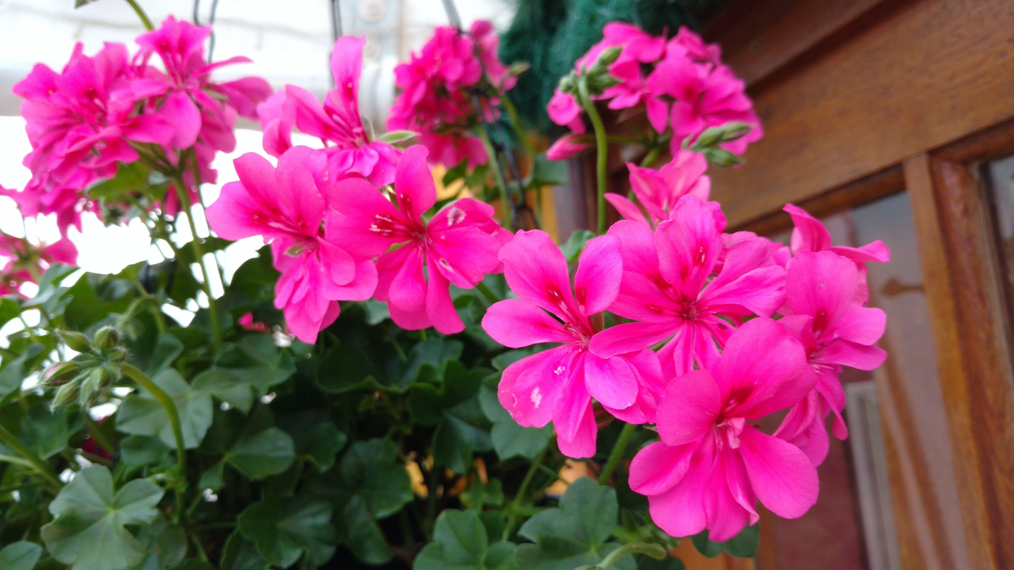 Foto - Alpenhaus Pousada