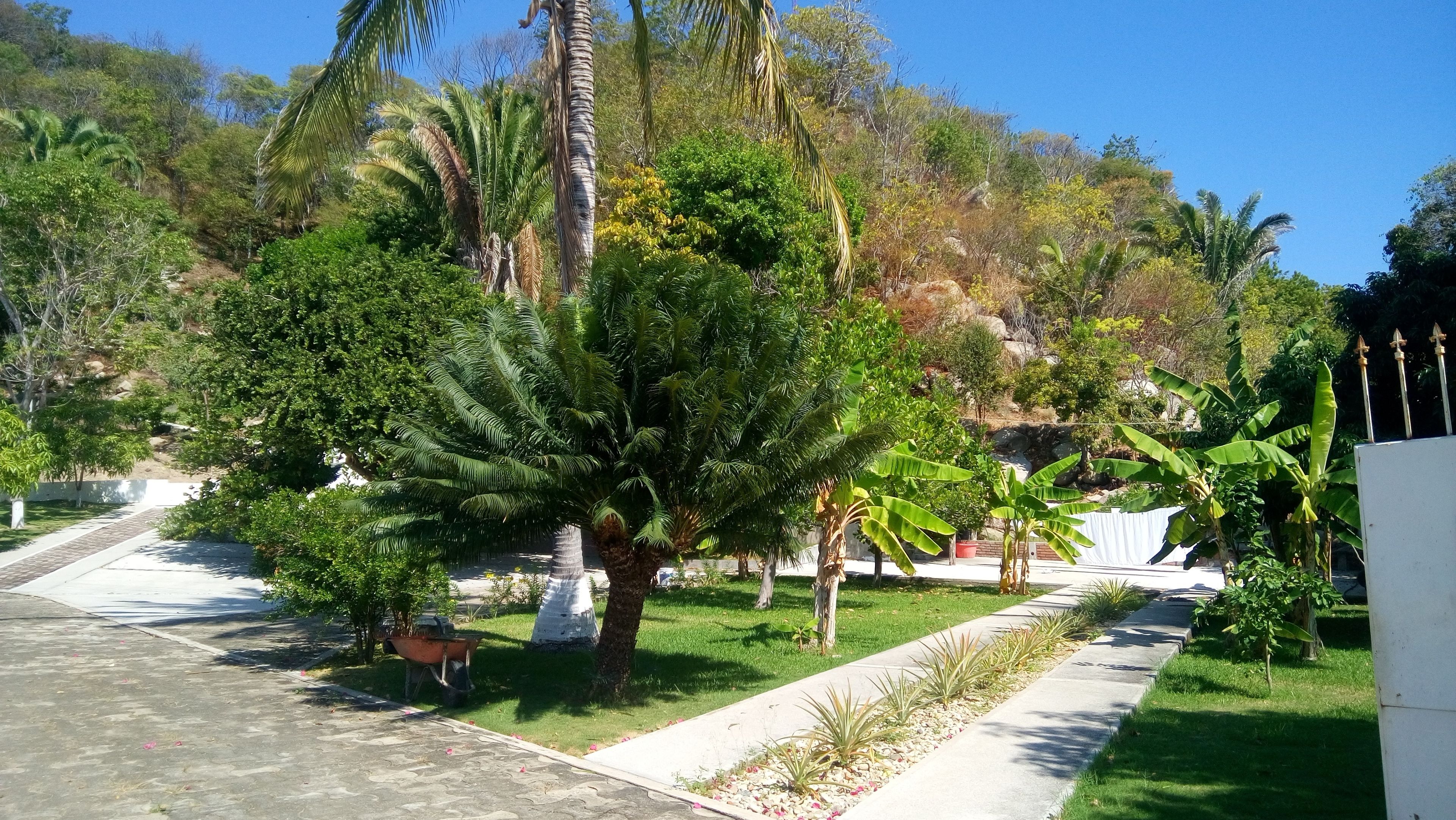 Un jardin aménagé avec des palmiers, un sentier et une clôture blanche.