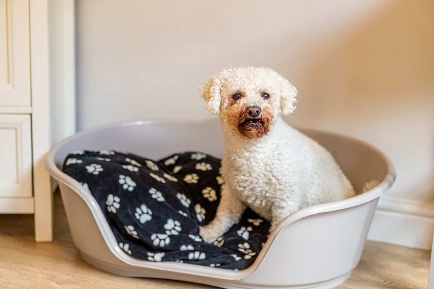 A small white dog sitting in a pet bed with a black and white paw print pattern.