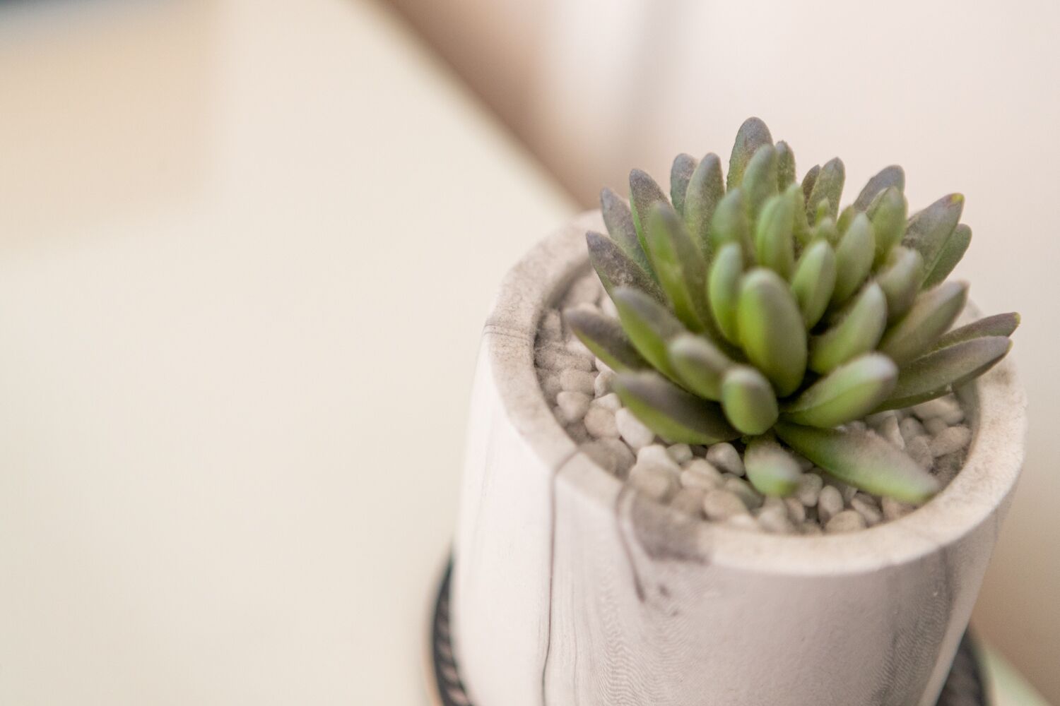 A potted succulent plant in a wooden pot with a textured surface.