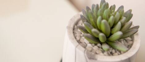 A potted succulent plant in a wooden pot with a textured surface.