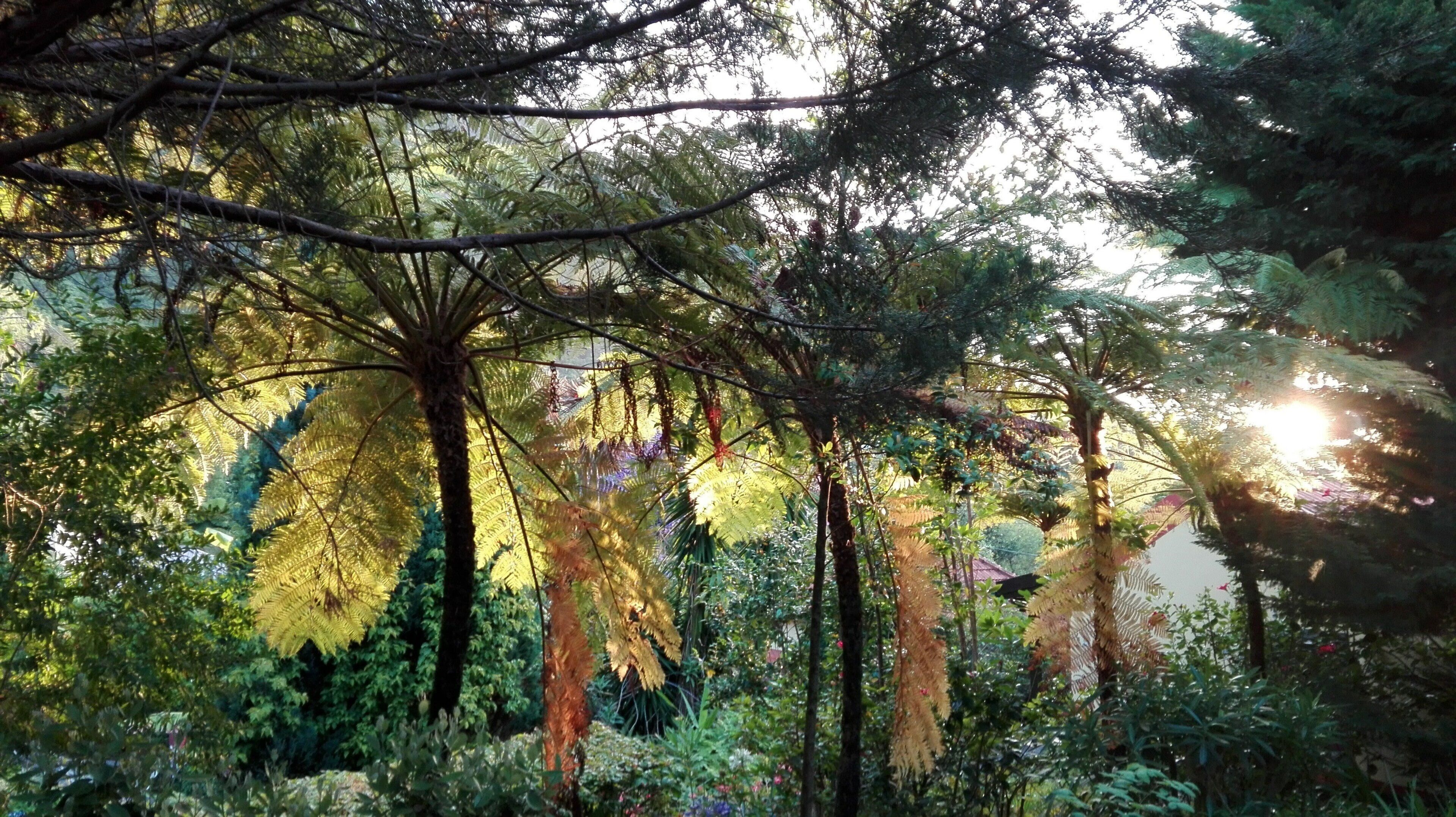Foto - Pestana Quinta do Arco Nature & Rose Garden Hotel