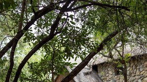 A wooden pathway leading to a stone building with a thatched roof. - Karongwe - Kuname Safari Lodge (Hoedspruit)